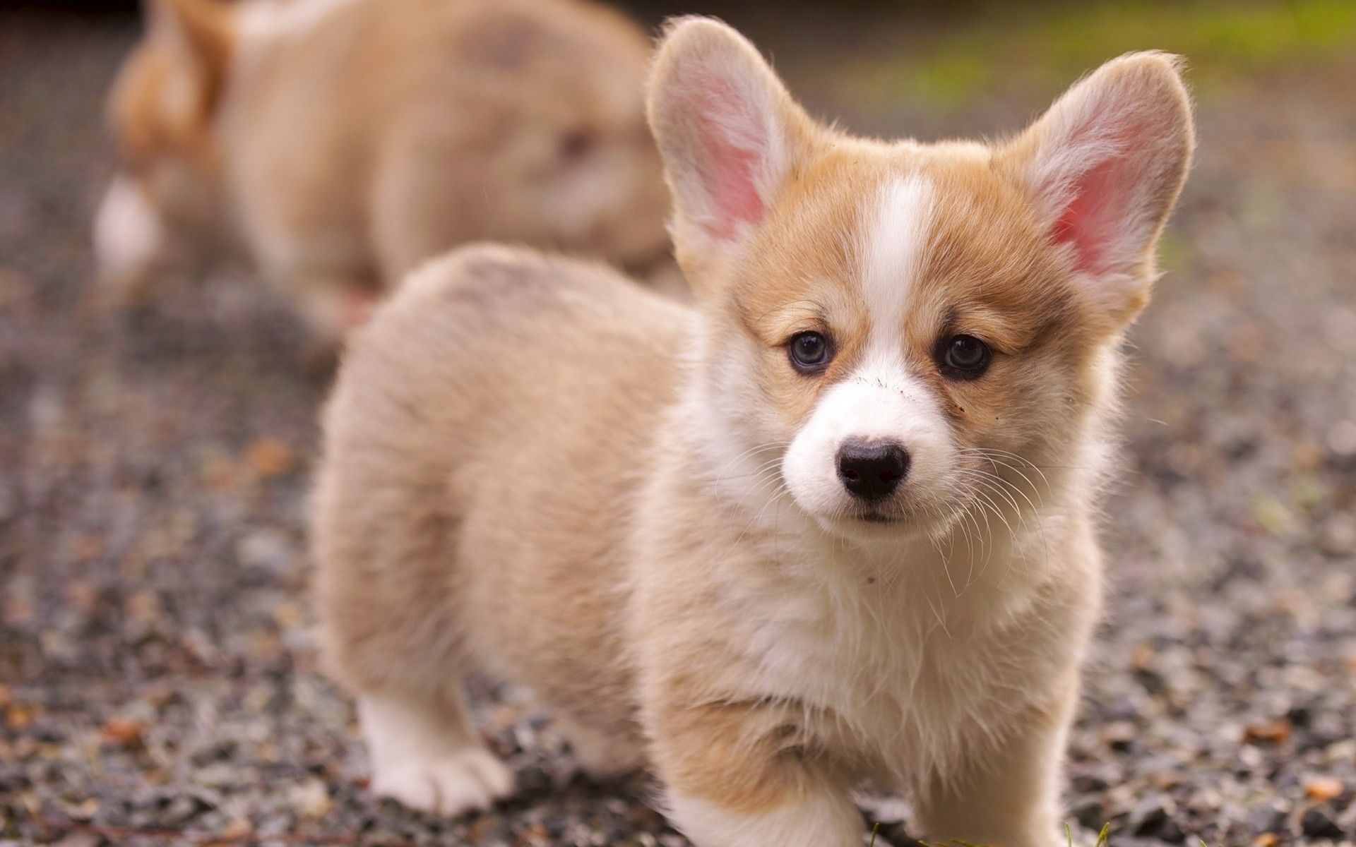 Cuccioli di corgi, 1920x1200 WUXGA, PC Desktop