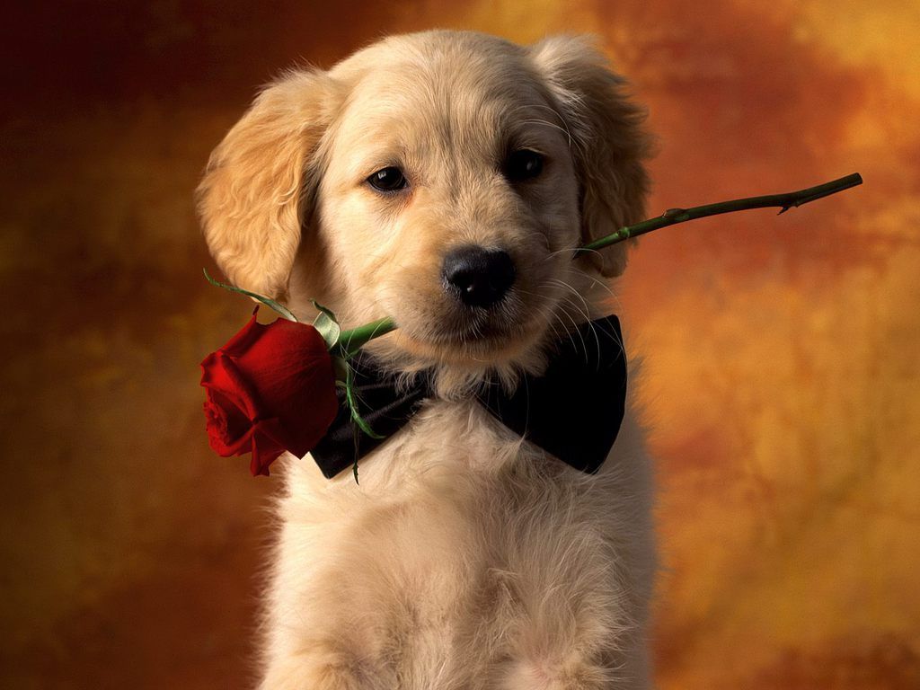 Cucciolo golden con rosa, 1024x768 HD, Monitor Gaming