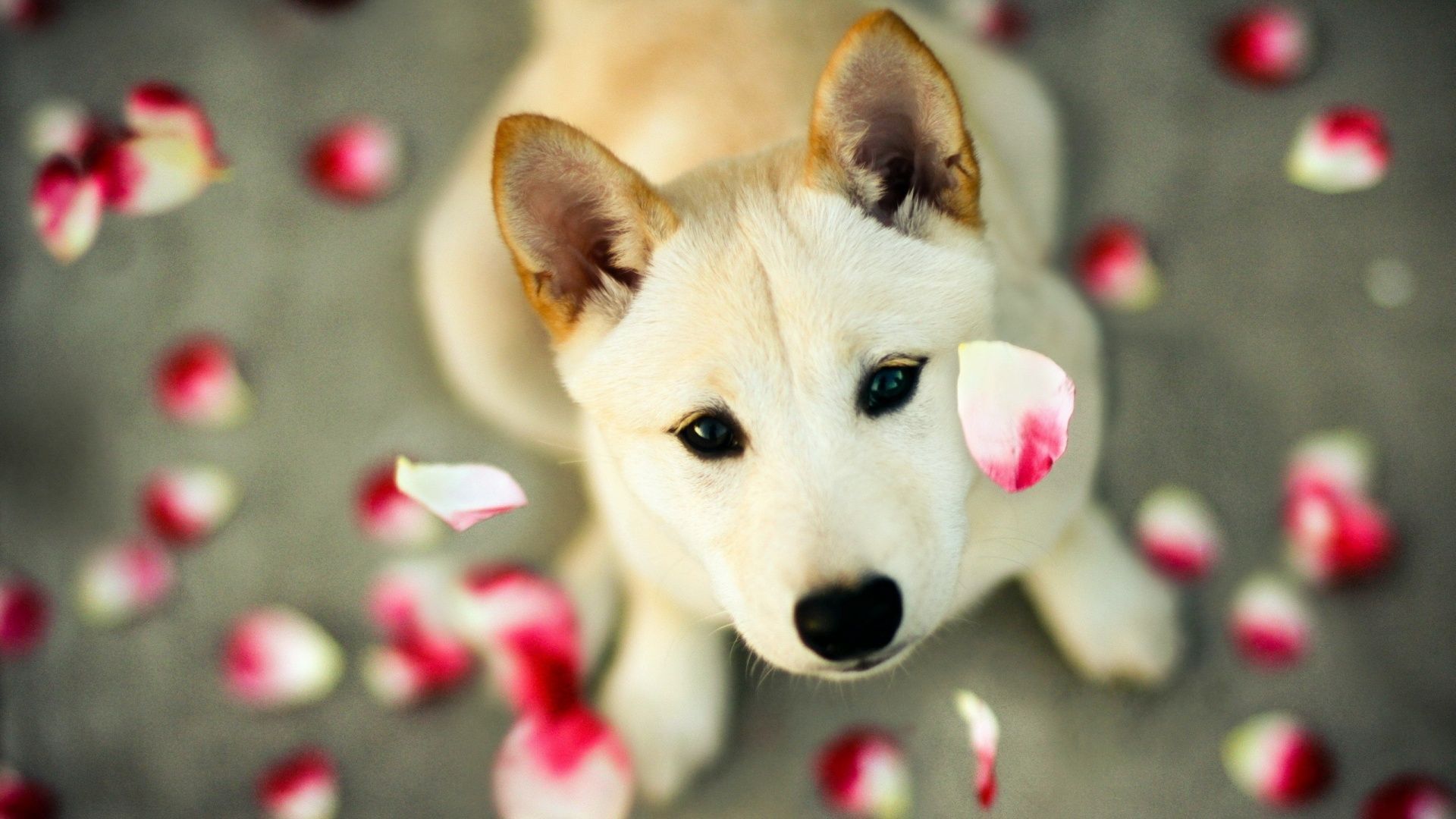 Cucciolo bianco con petali rosa, 1920x1080 Full HD 1080p, PC Desktop
