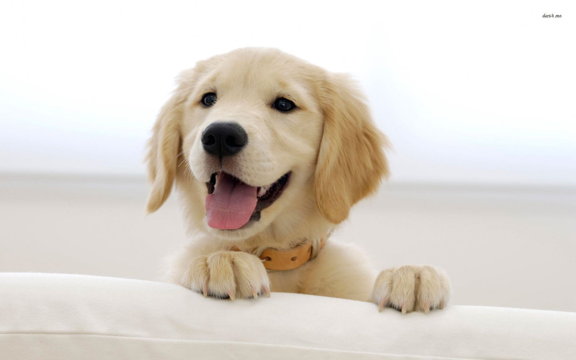 Cucciolo golden retriever sorridente, 1920x1200 Full HD+ WUXGA, PC Desktop