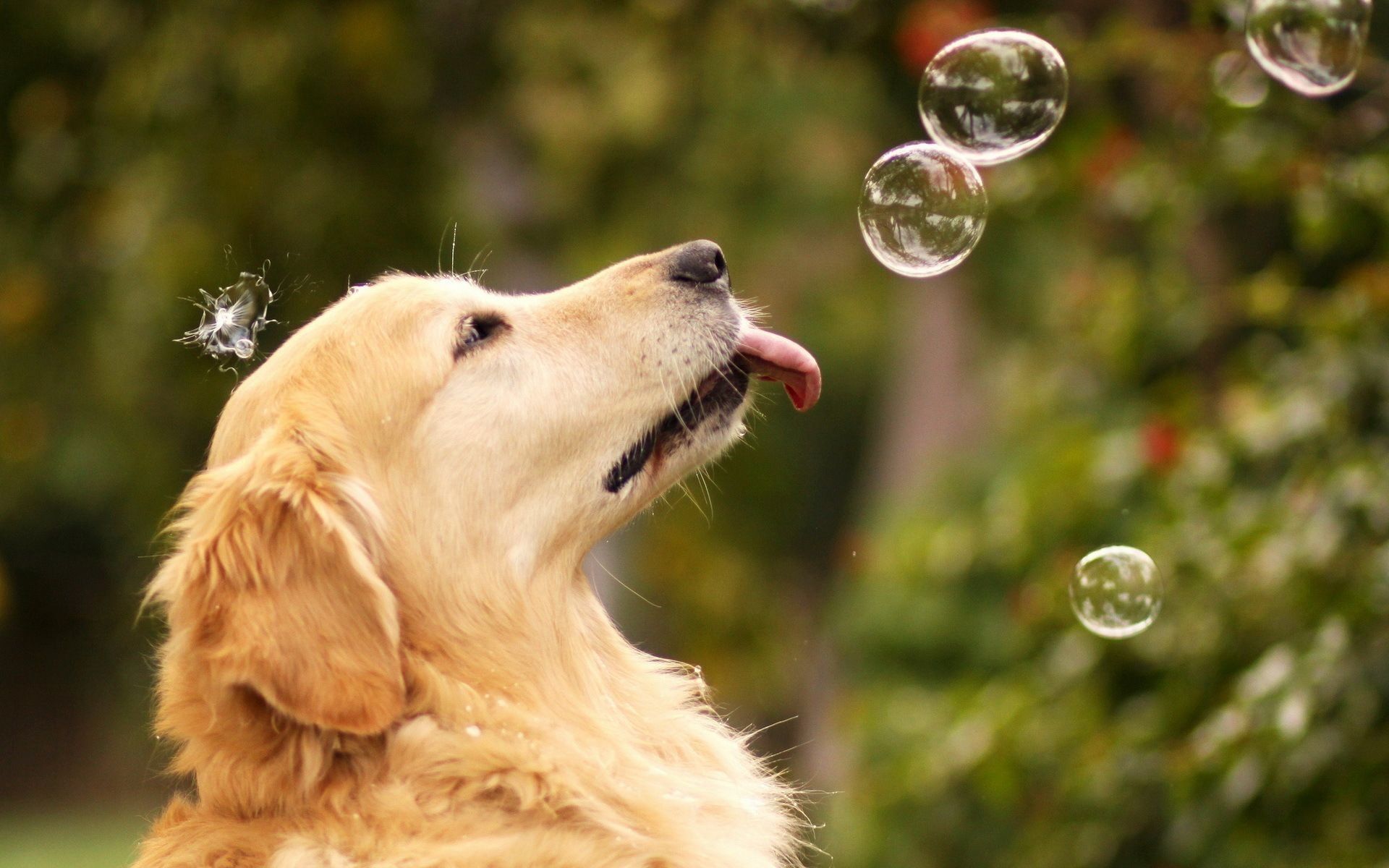 Golden retriever con bolle di sapone, 1920x1200 Full HD+, PC