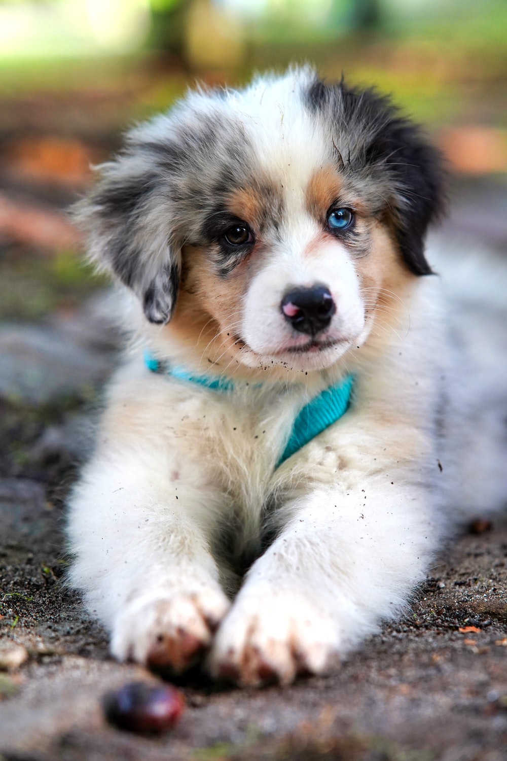 Cucciolo pastore australiano occhi azzurri, 1000x1500 Full HD Verticale, Smartphone