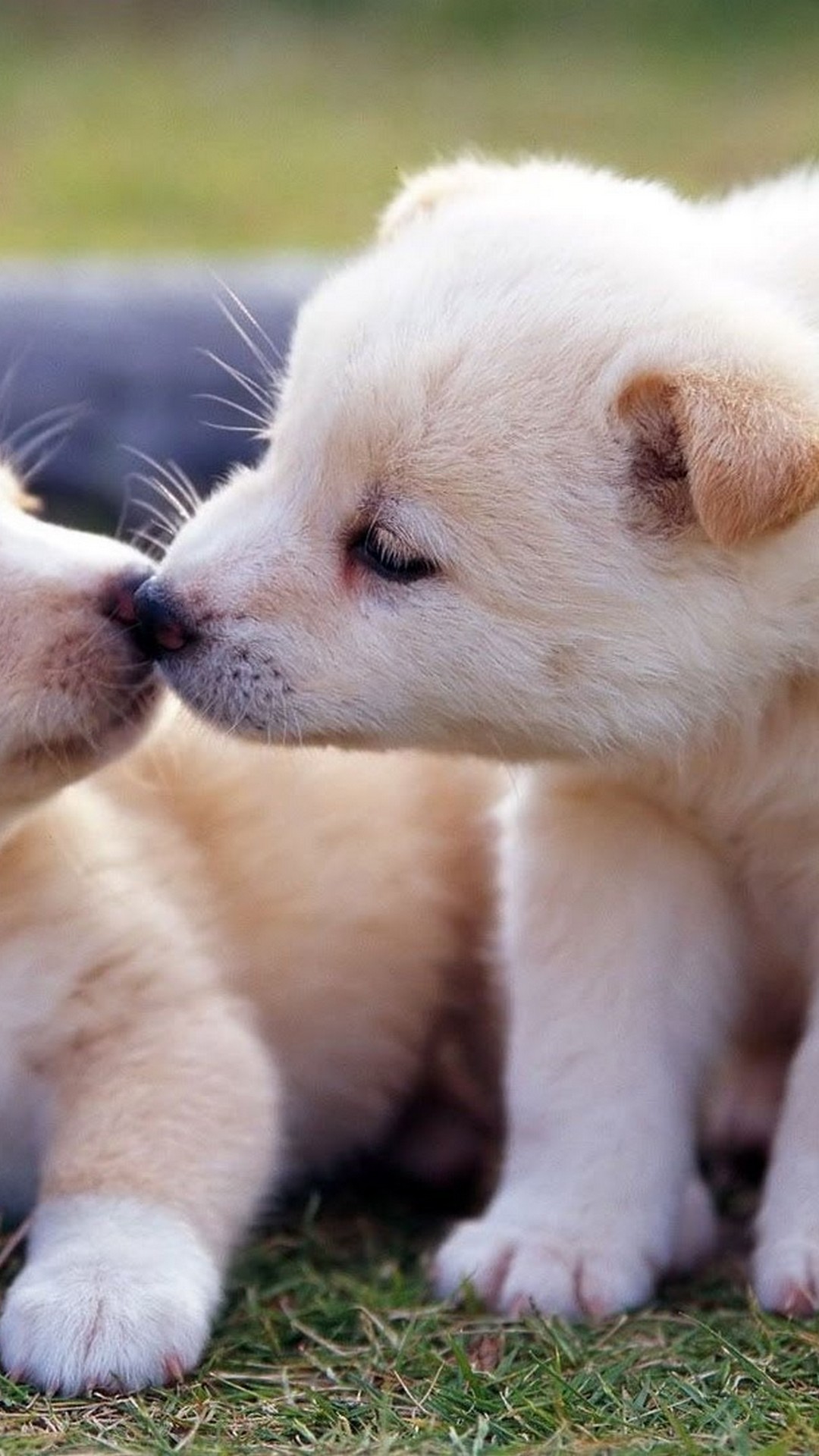 Cuccioli bianchi che si annusano, 1080x1920 Full HD Verticale, Samsung Galaxy