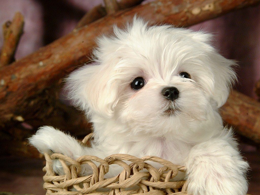 Cucciolo maltese bianco cesto, 1024x768 HD, Laptop