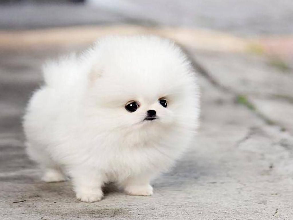 Cucciolo Pomerania bianco soffice, 1024x768 HD, Desktop