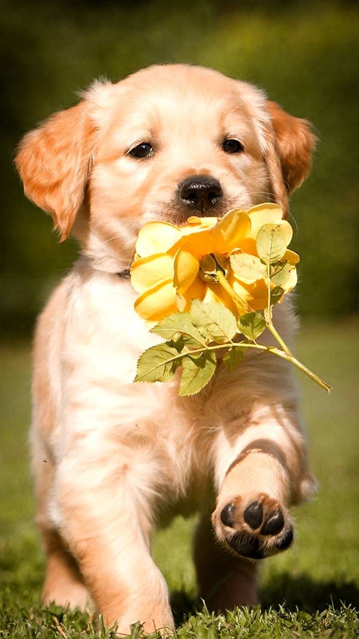 Cucciolo golden retriever con fiore, 720x1280 Full HD Verticale, iPhone