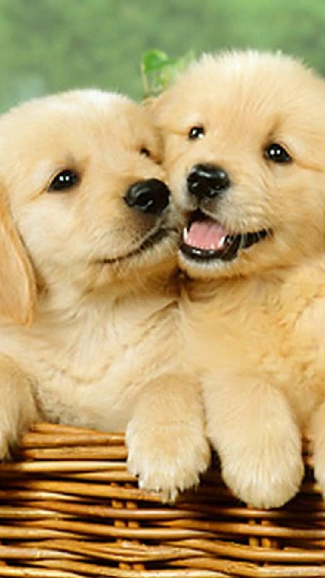 Cuccioli golden retriever nel cesto, 1080x1920 Full HD Verticale, Smartphone