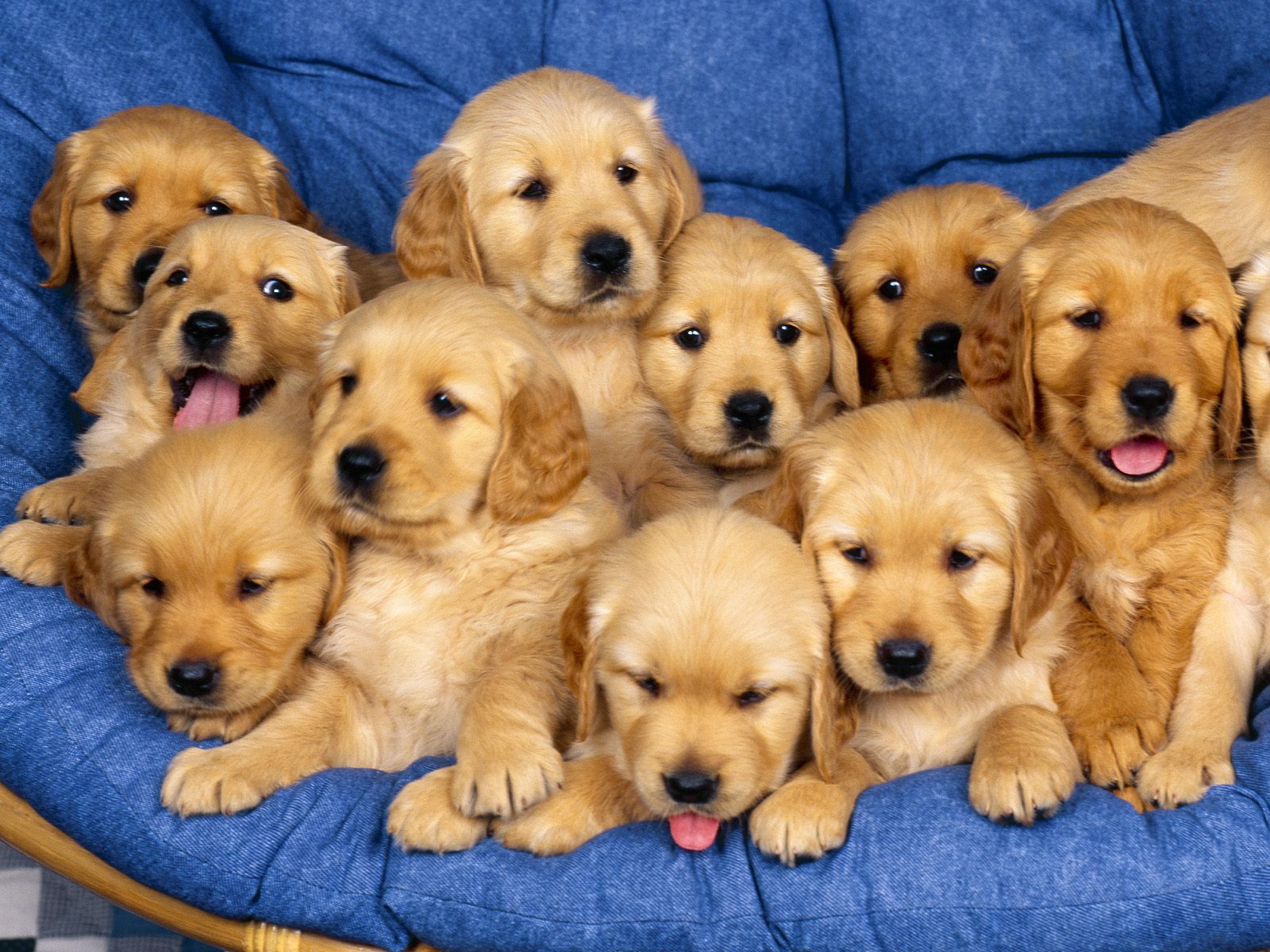 Cuccioli golden retriever gruppo, 1600x1200 HD Ready, Desktop