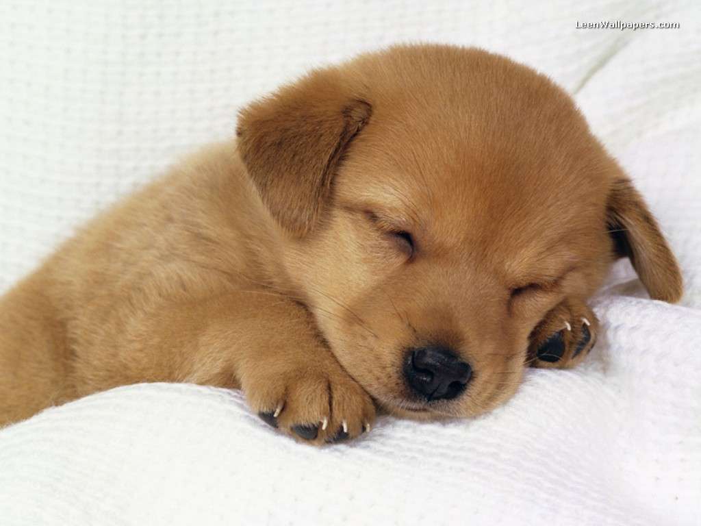 cucciolo cane dorato dormiente, 1024x768 HD, Desktop