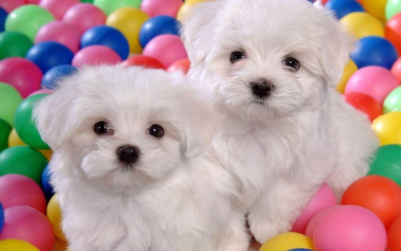 Cuccioli maltesi bianchi palline colorate, 1280x800 720p, PC