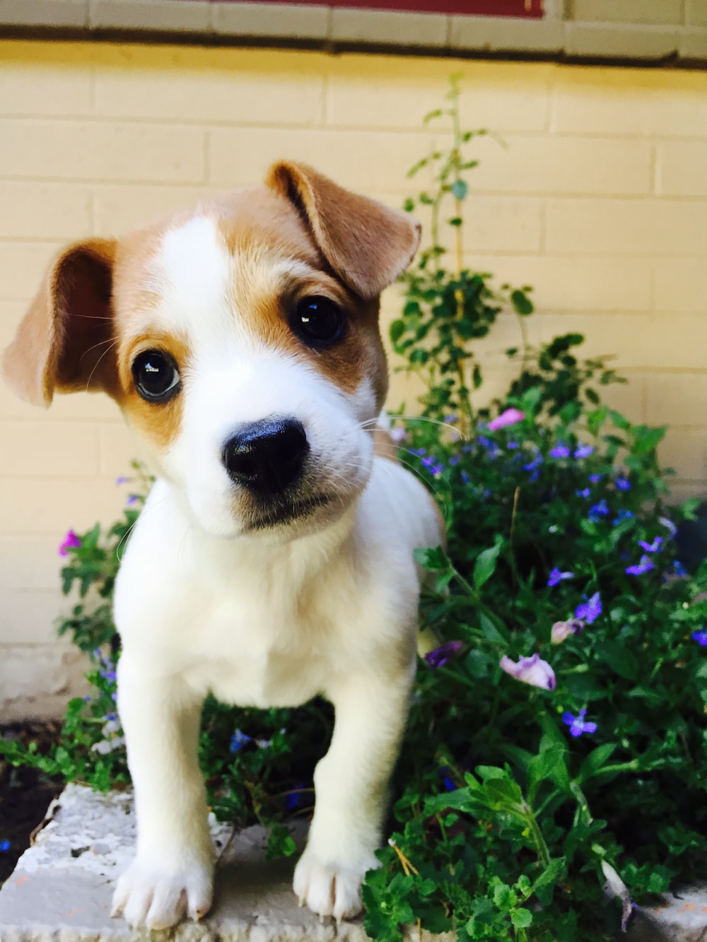 Cucciolo Jack Russell tra fiori, 1000x1333 Verticale, Mobile