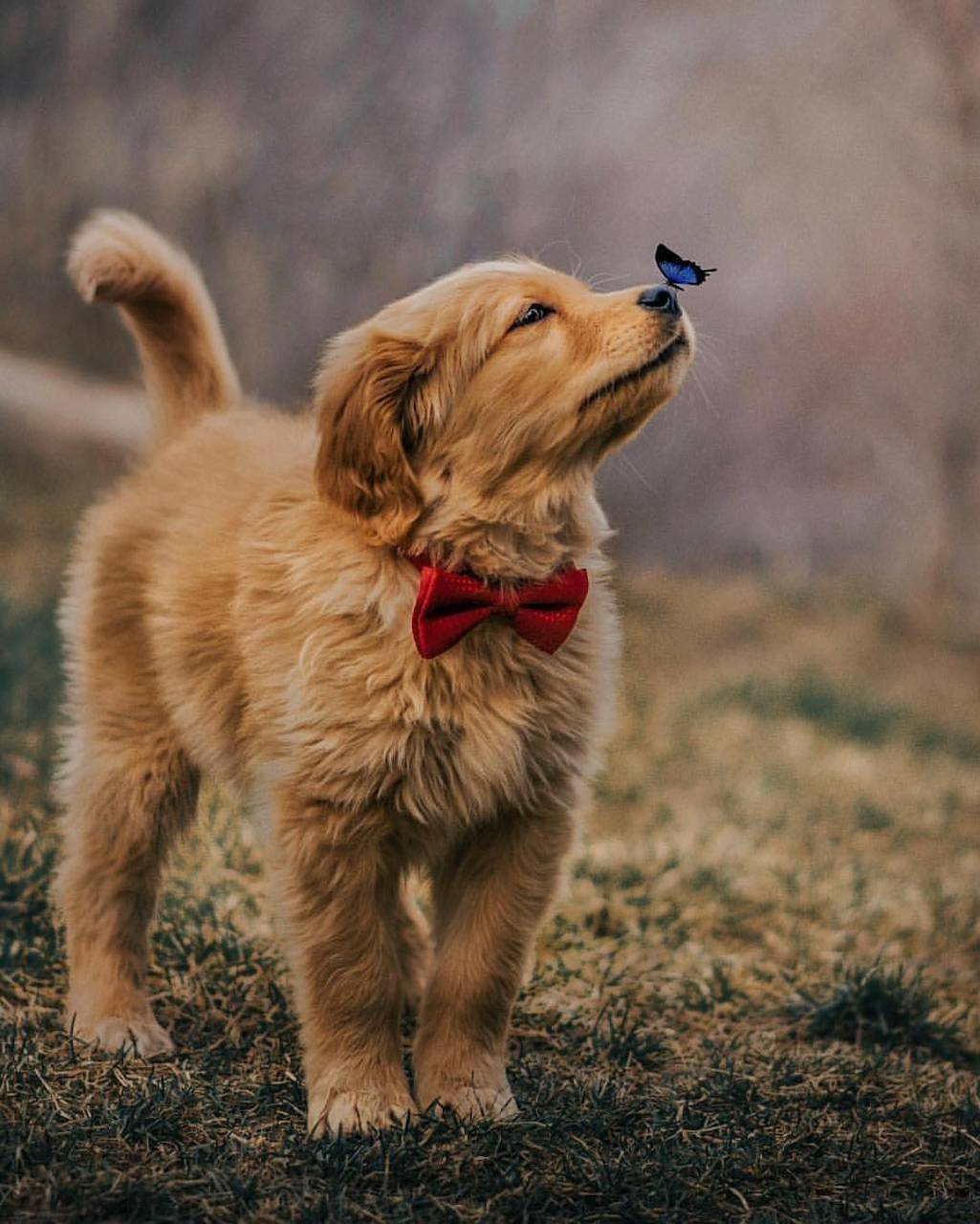 Cucciolo golden retriever con farfallino, 1025x1280 Verticale, POCO