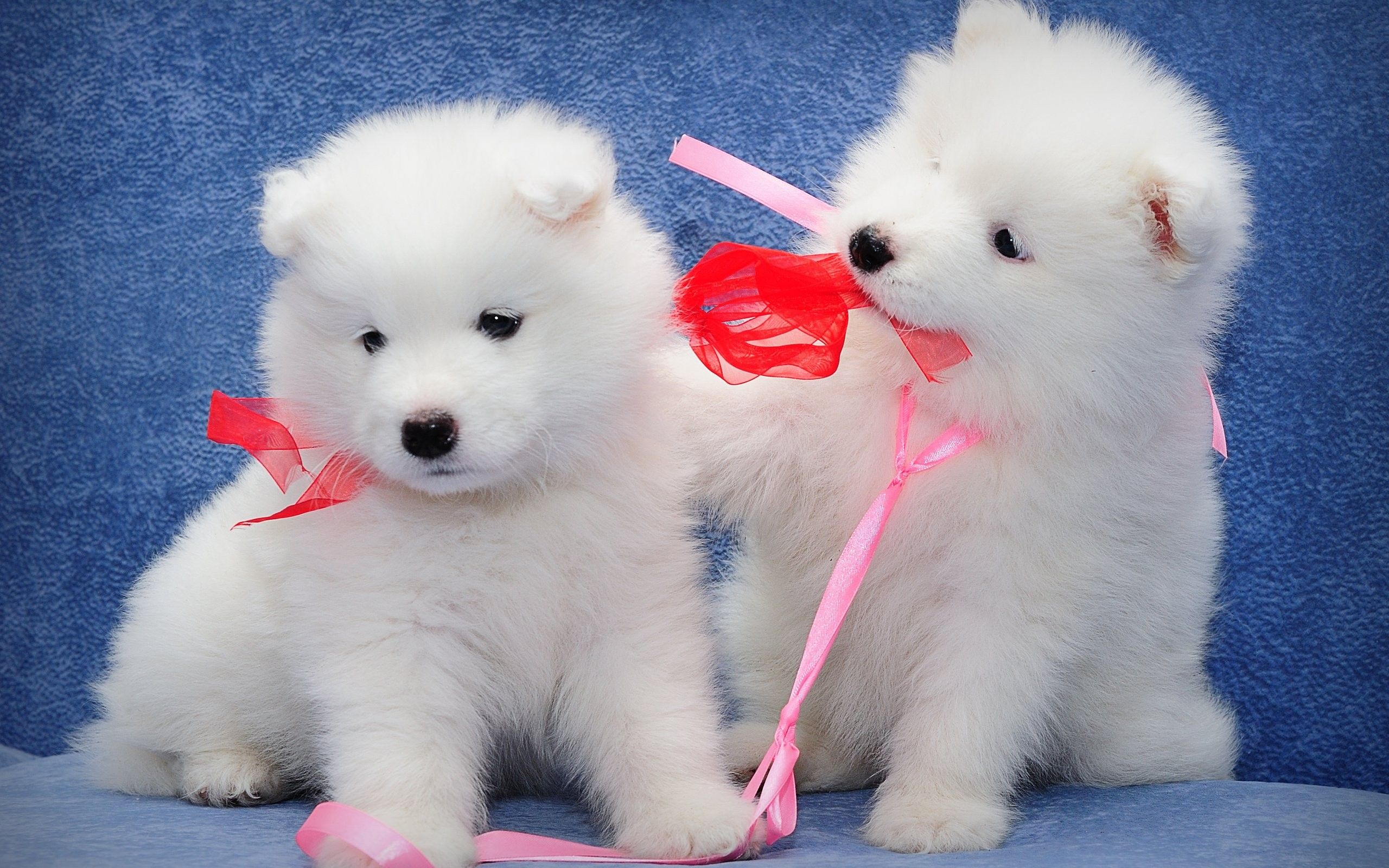Cuccioli Samoiedo bianchi con fiocco, 2560x1600 2K+, PC