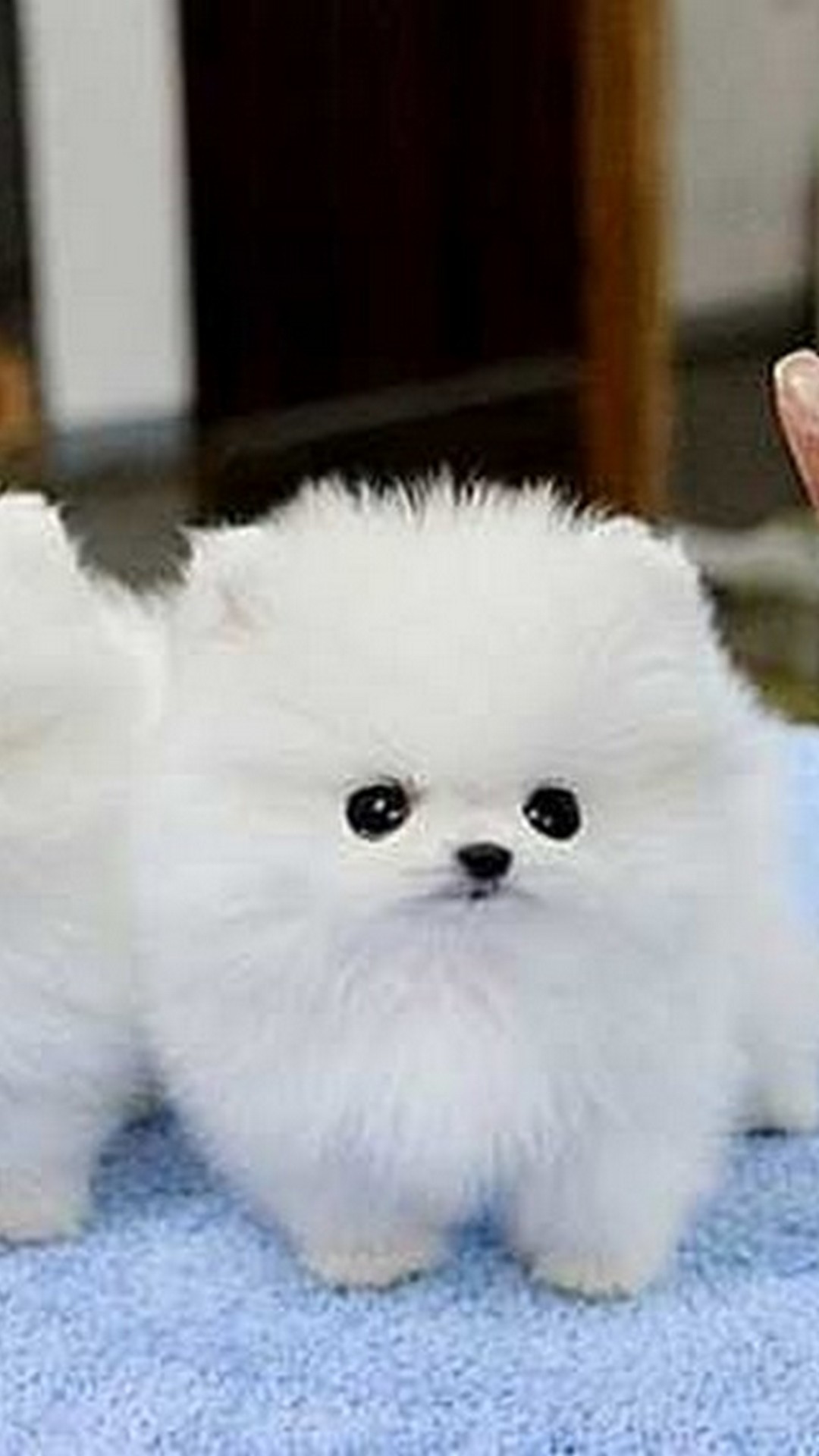 Cucciolo Pomerania bianco soffice, 1080x1920 Verticale, Mobile
