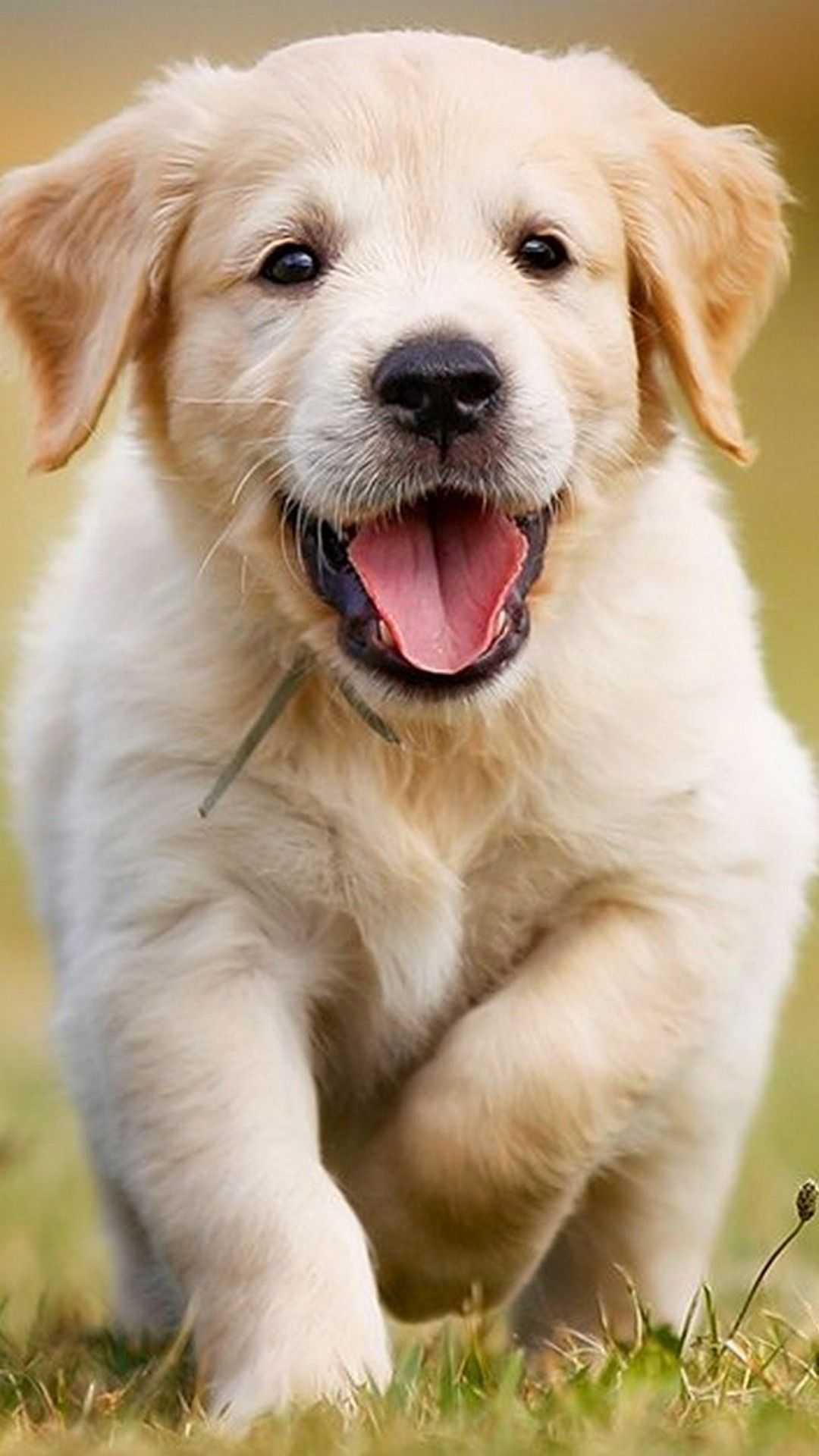 Cucciolo golden retriever nell'erba, 1080x1920 Verticale, Mobile