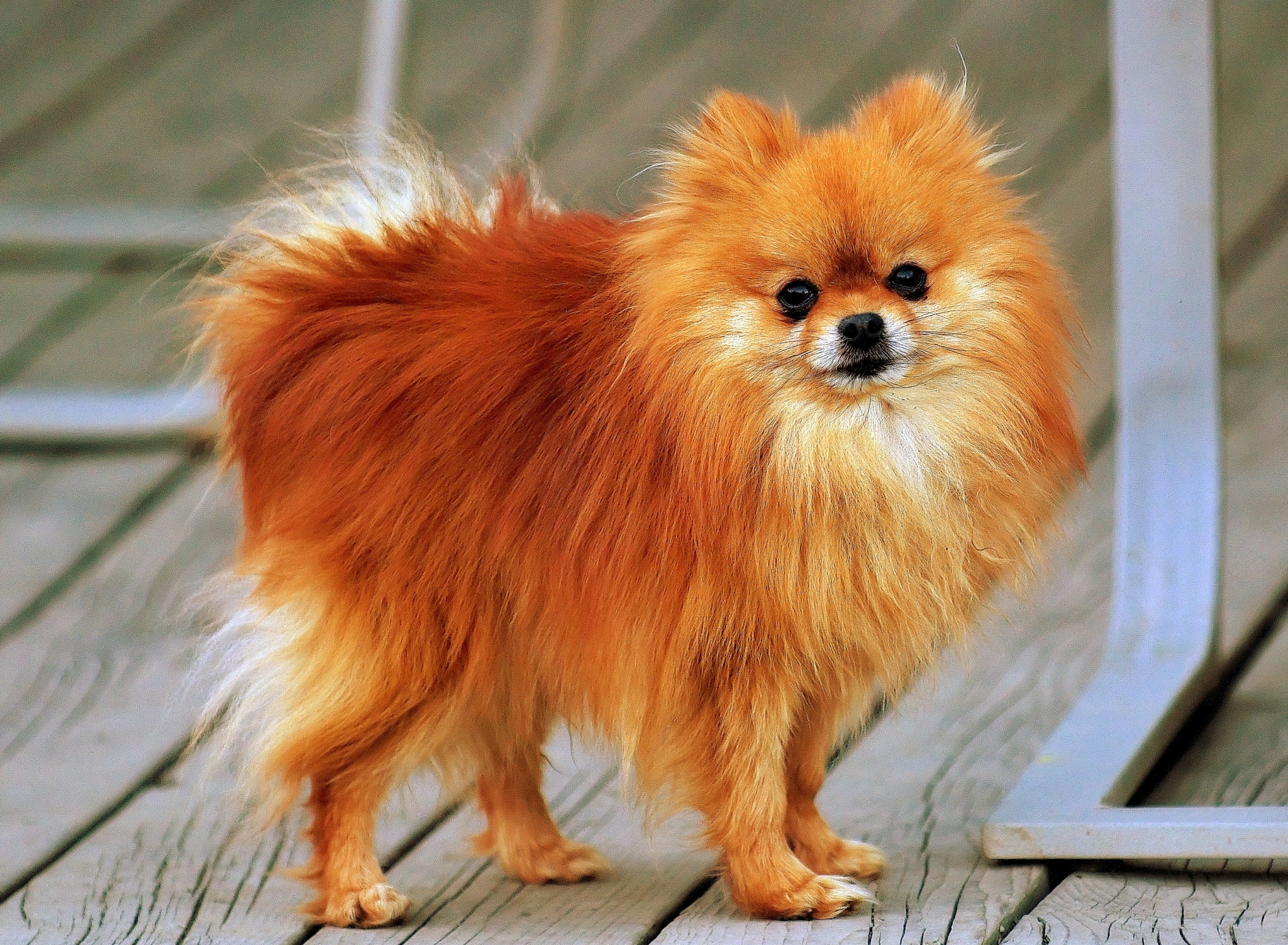 Cane Volpino di Pomerania arancione, 2048x1503 2K, Laptop