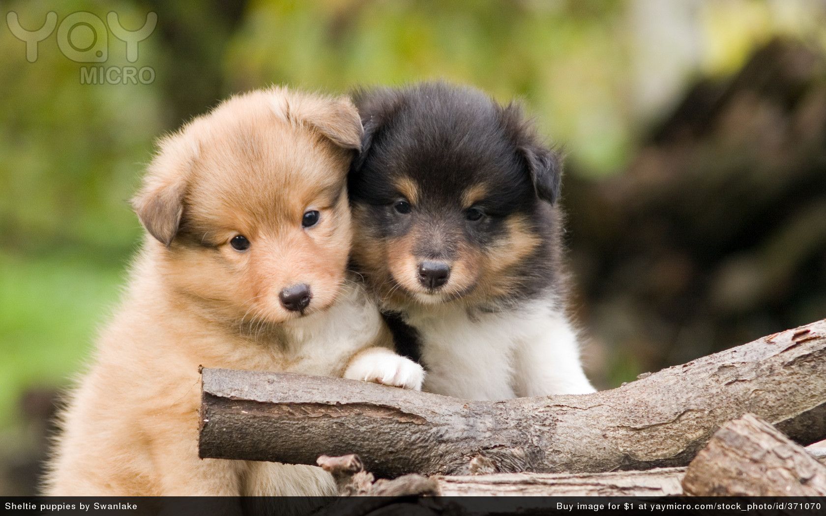 Due cuccioli di collie, 1680x1050 900p, Laptop