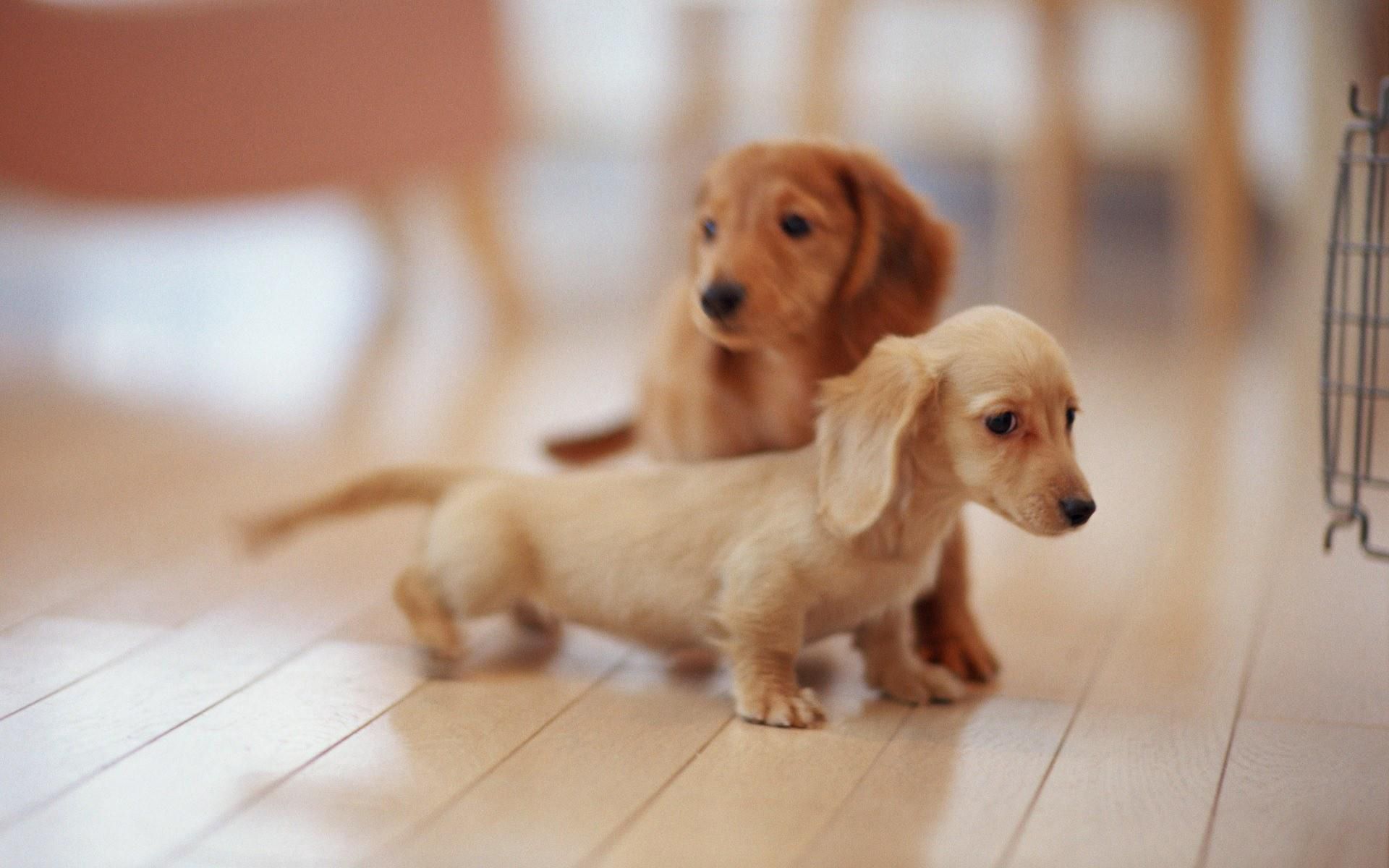 Cuccioli bassotto marroni, 1920x1200 Full HD+ WUXGA, Desktop