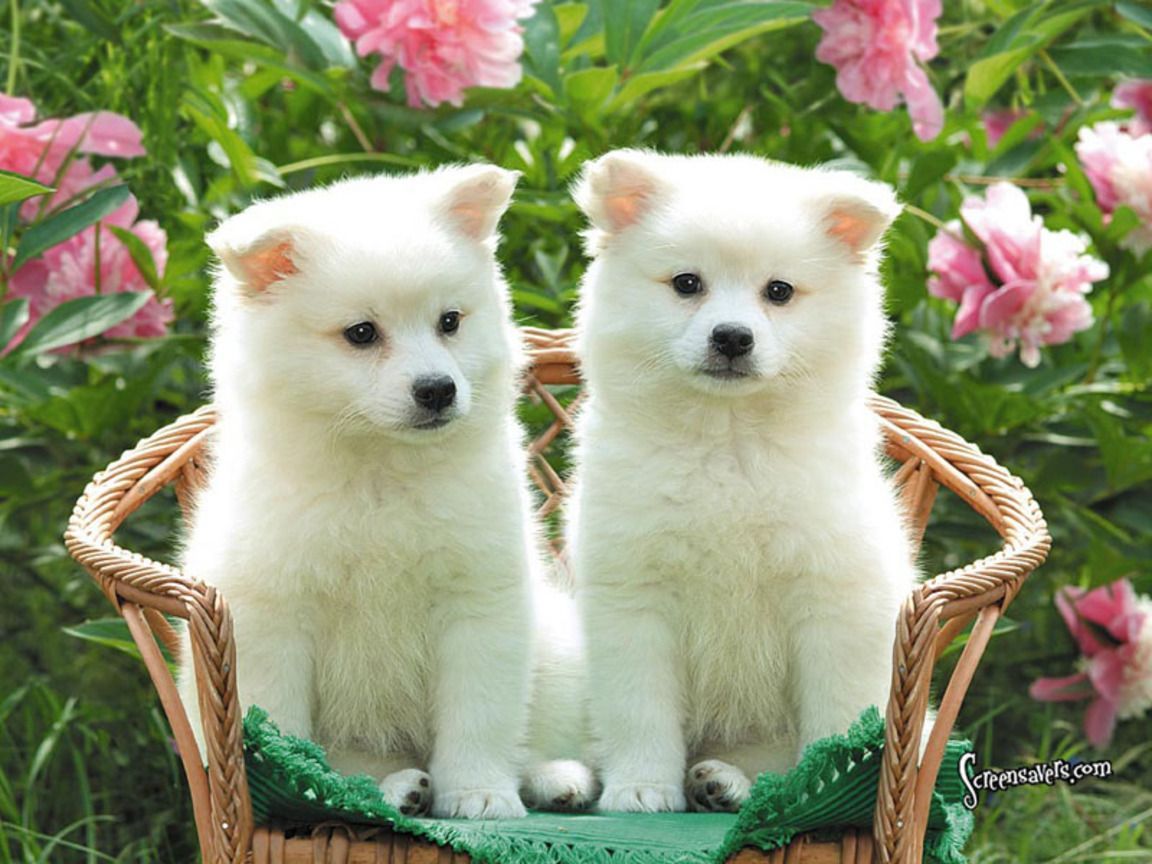 Due cuccioli bianchi in cesto, 1152x864 HD, Desktop