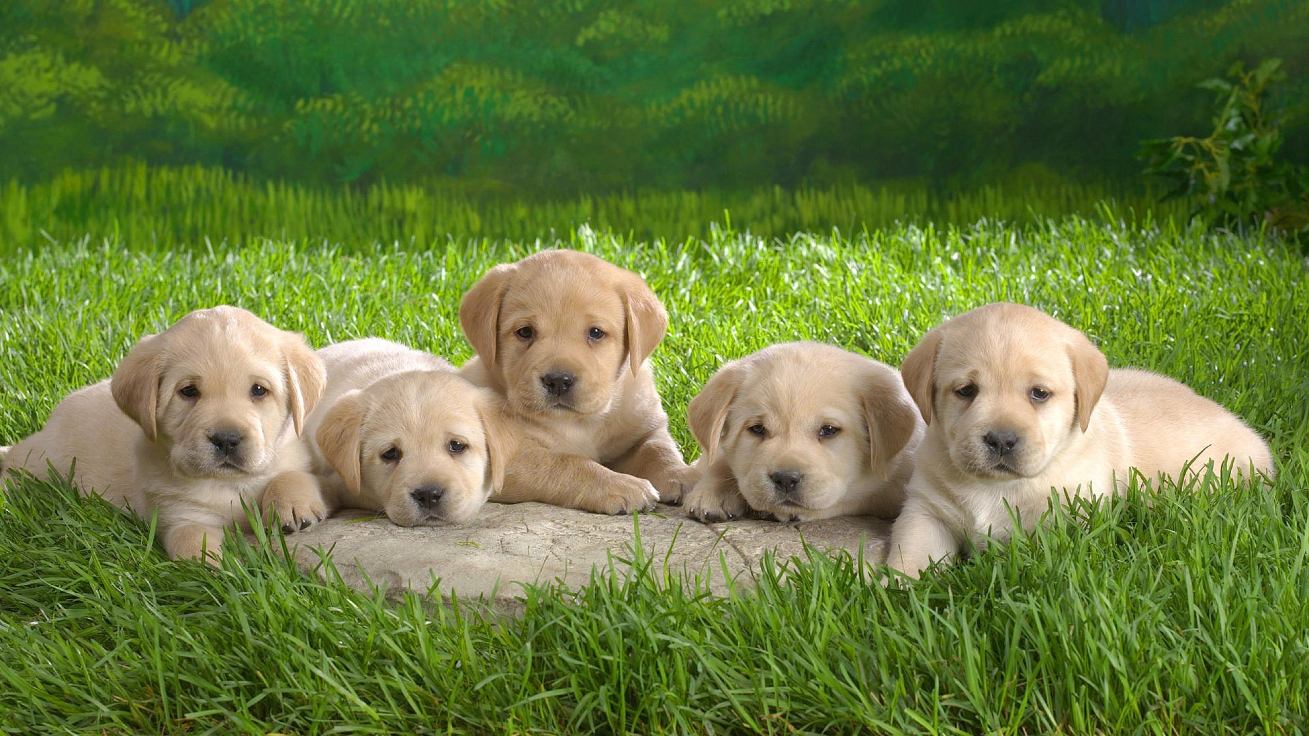 Cuccioli Labrador nell'erba, 2560x1440 2K, Desktop