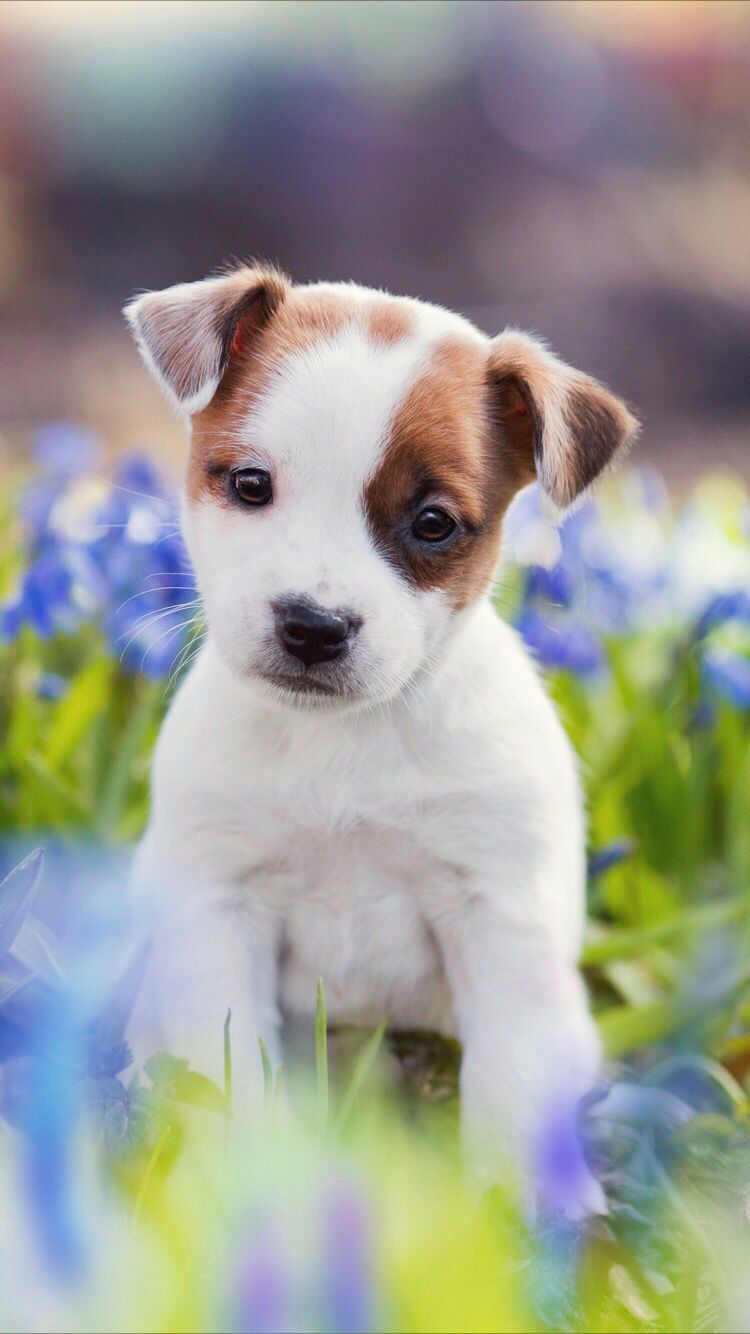 Cucciolo bianco marrone tra fiori, 750x1334 Verticale, Telefono