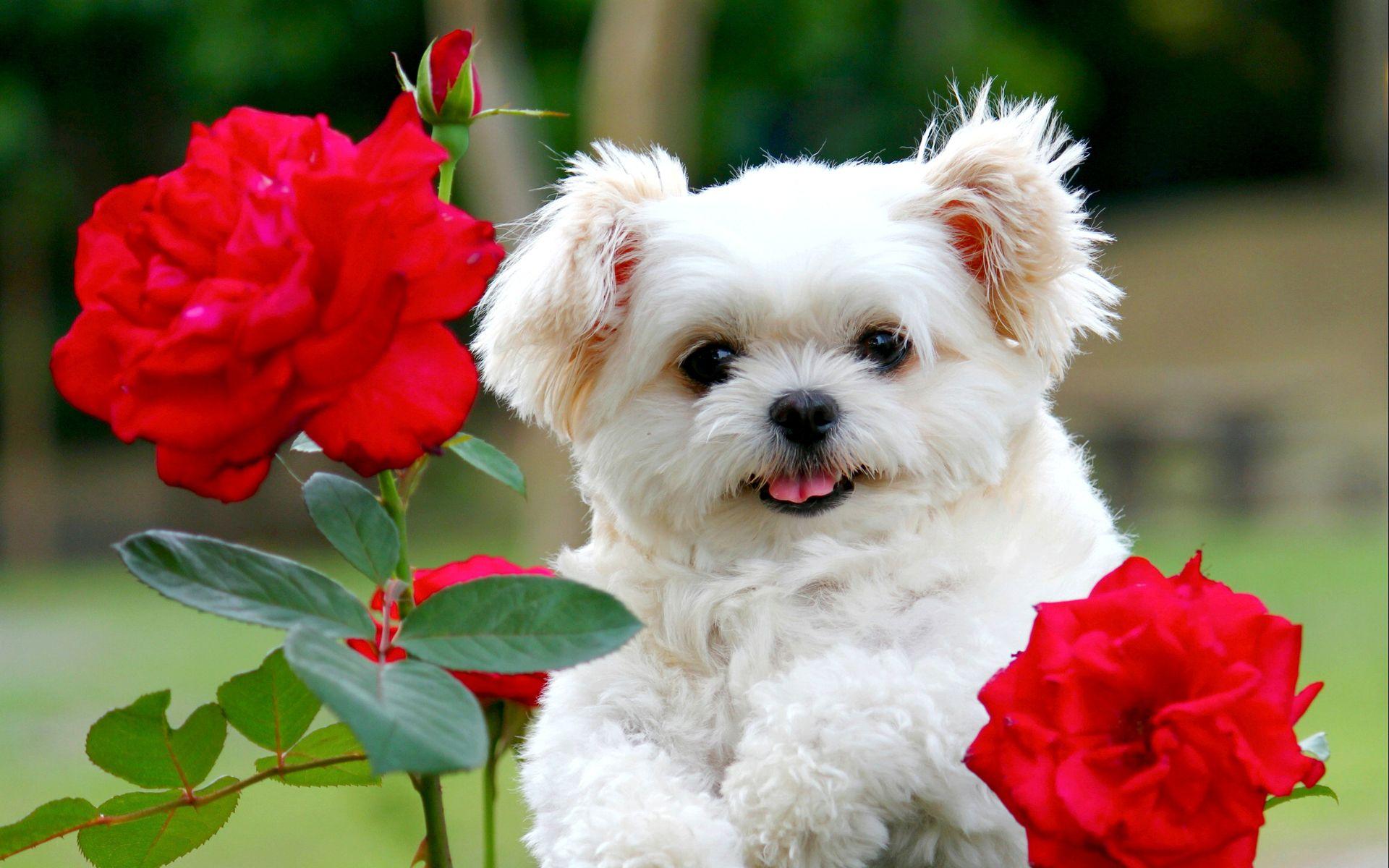 Cucciolo bianco con rose rosse, 1920x1200 Full HD+ WUXGA, PC Desktop