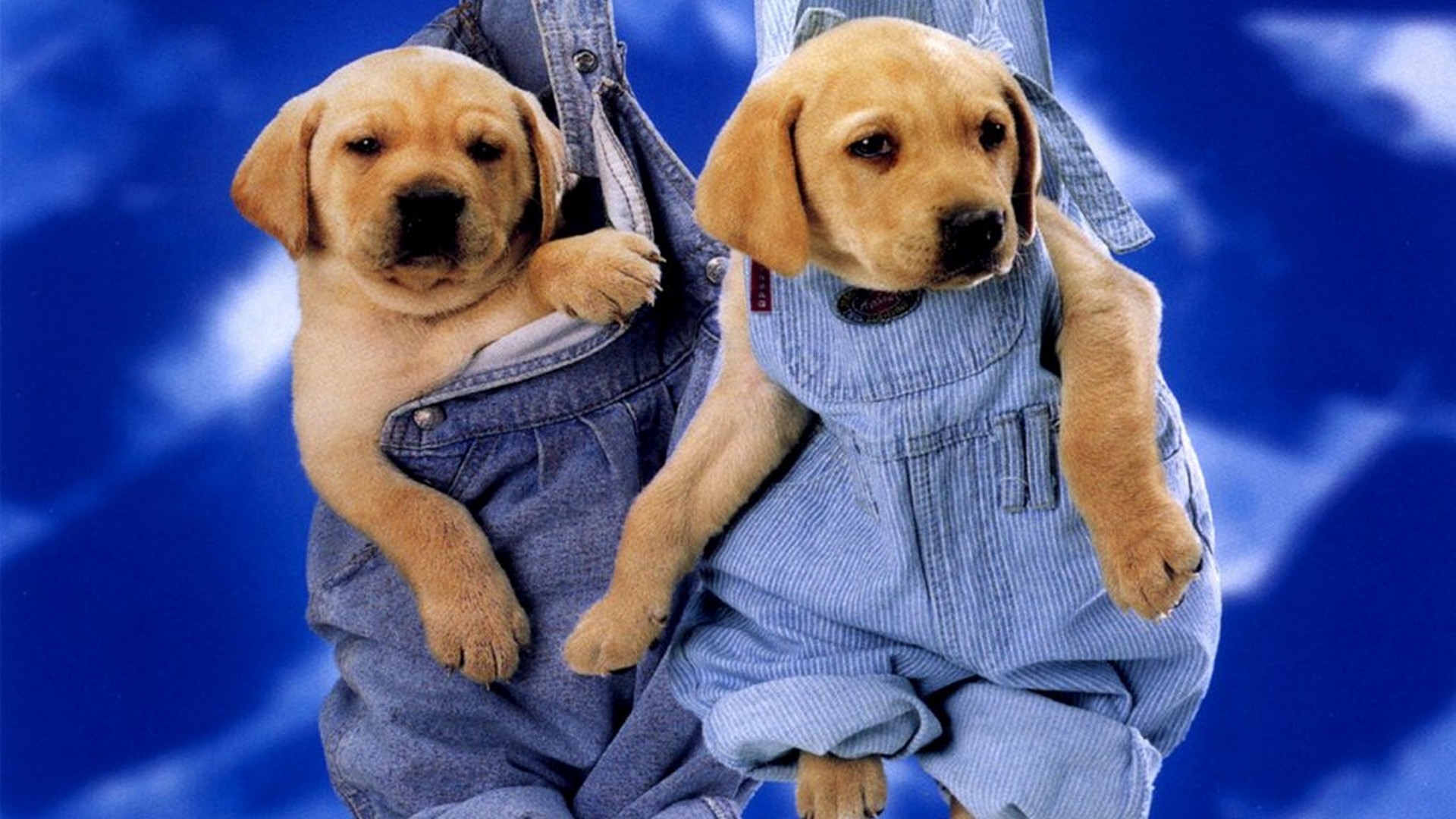 Cuccioli labrador in salopette, 1920x1080 1080p, PC