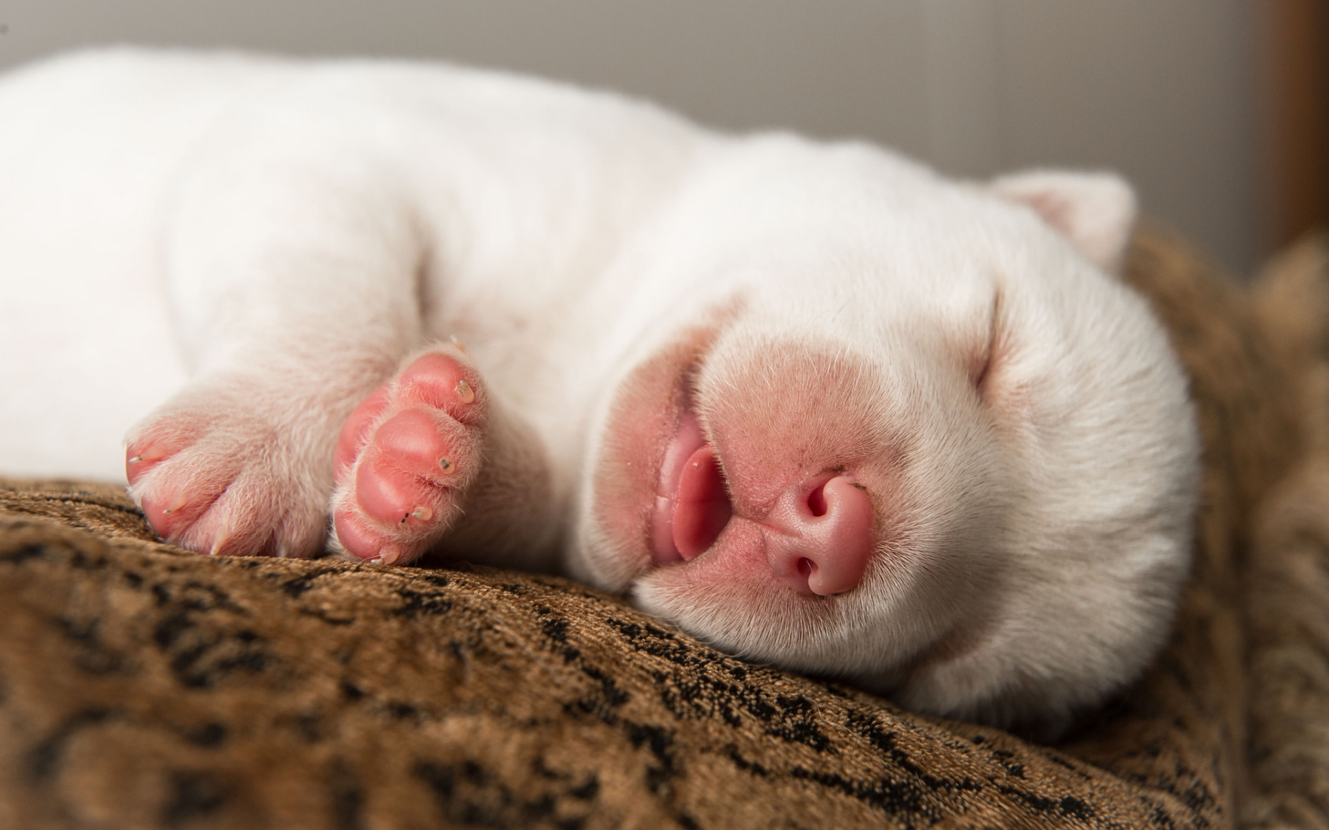 Cucciolo bianco che dorme, 1920x1200 Full HD+, Laptop