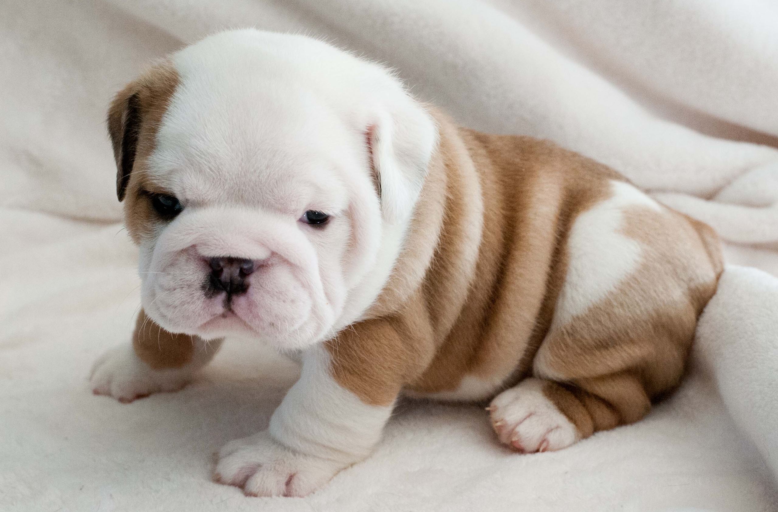 Cucciolo bulldog inglese neonato, 2560x1685 2K+, Desktop