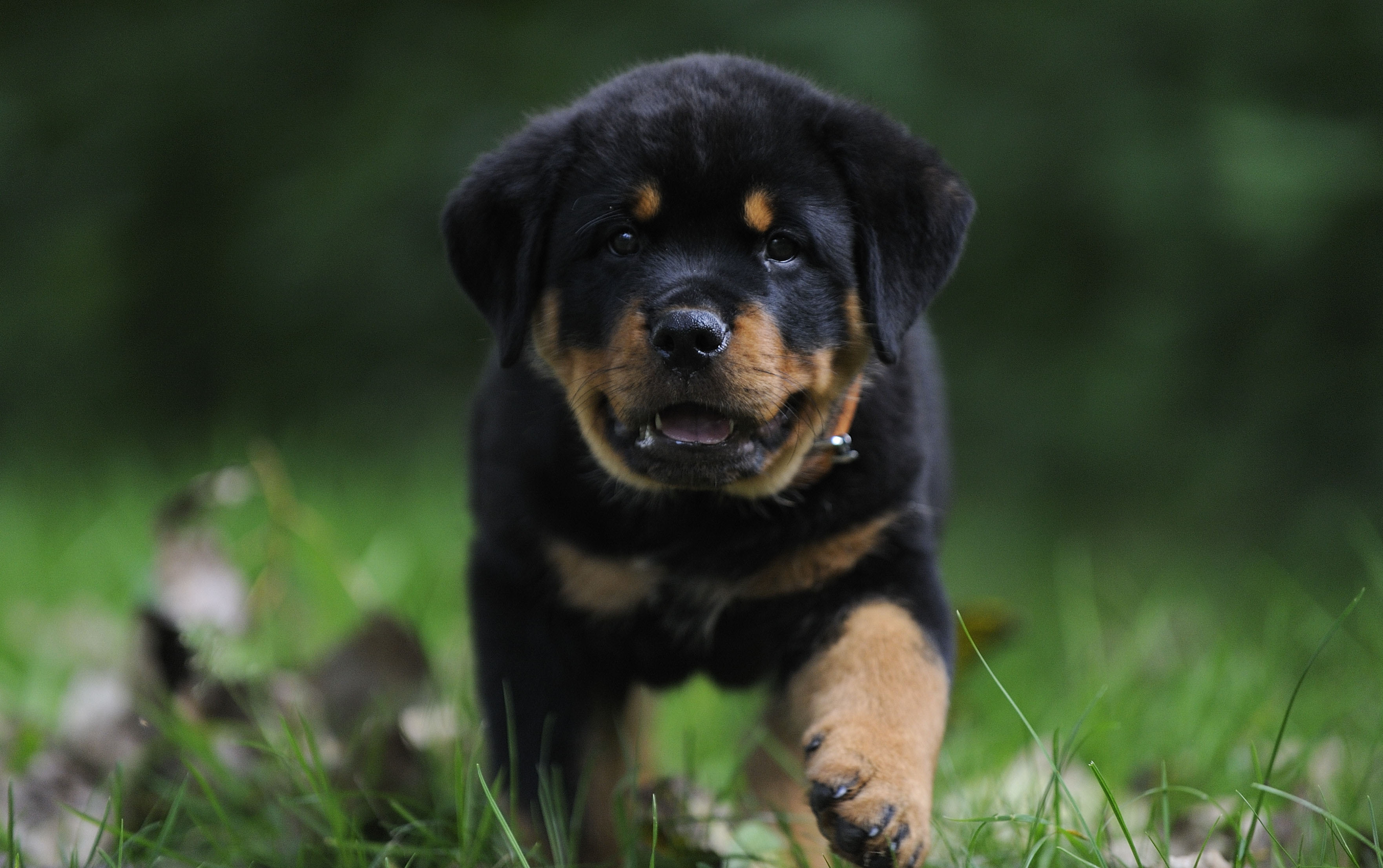 Cucciolo Rottweiler nell'erba, 3524x2212 2K, PC