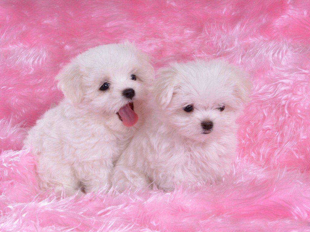 Cuccioli maltese bianchi sfondo rosa, 1024x768 HD, PC