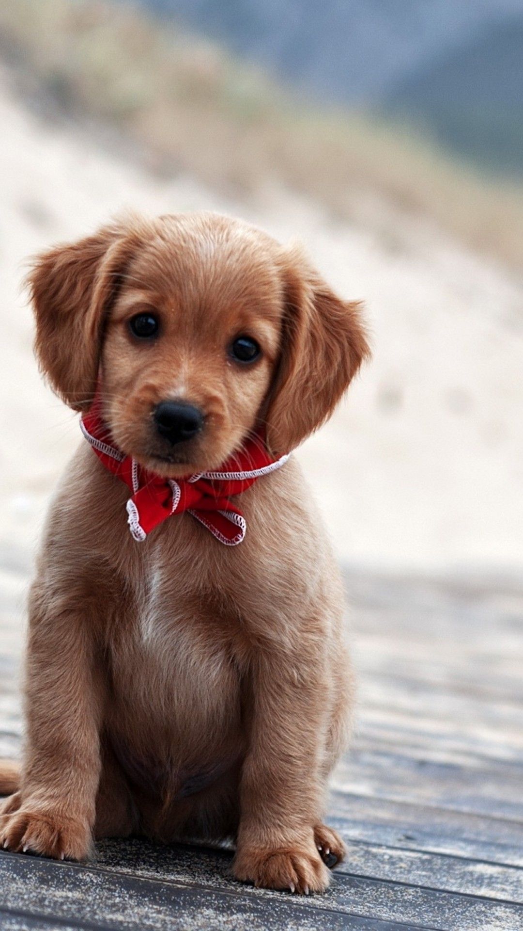 Cucciolo golden retriever con papillon, 1080x1920 Verticale, Mobile