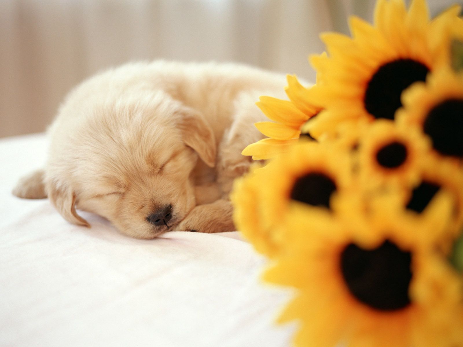 Cucciolo golden retriever addormentato girasoli, 1600x1200 HD Ready, Laptop