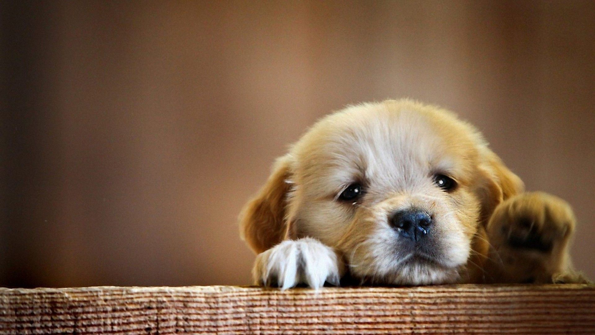 Cucciolo golden retriever, 1920x1080 Full HD, Desktop