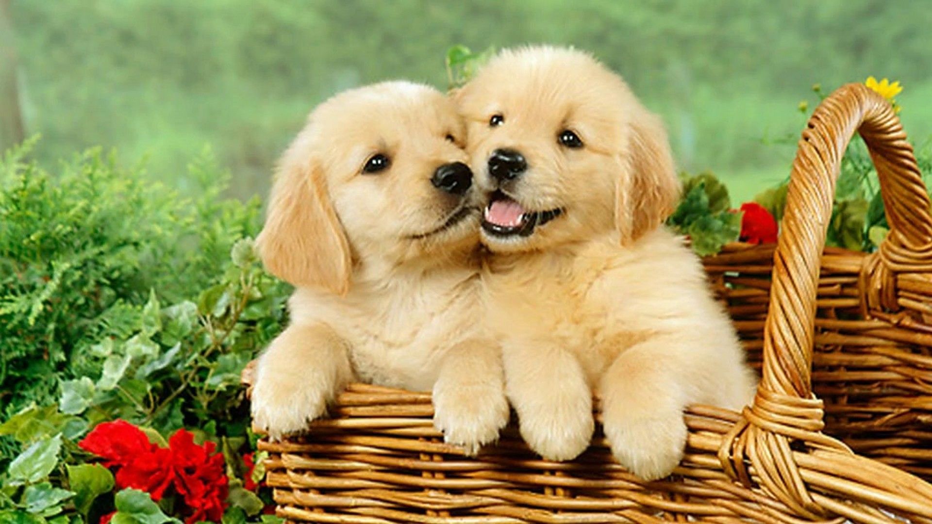Cuccioli golden retriever in cesto, 1920x1080 Full HD 1080p, PC