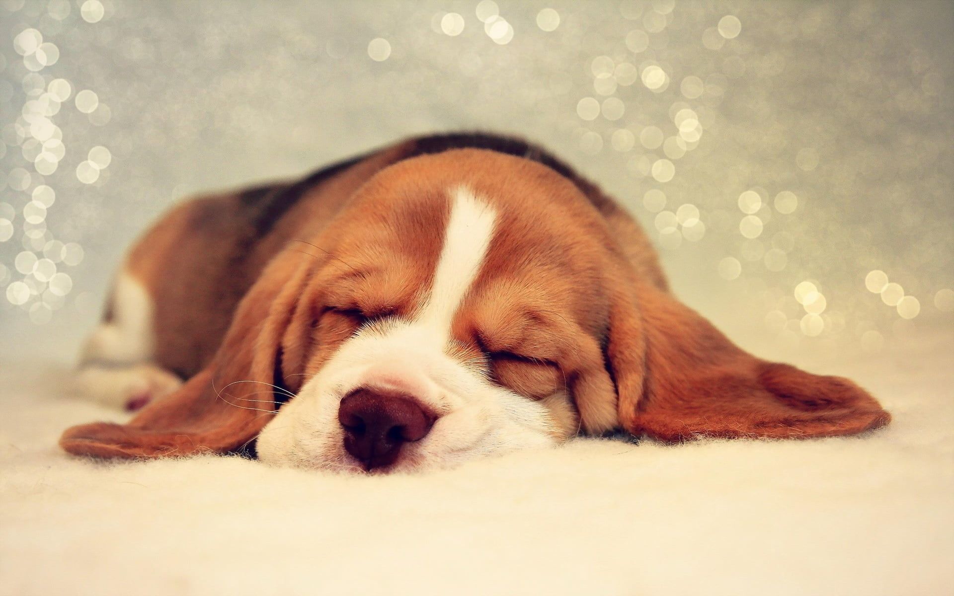 Cucciolo Beagle addormentato, 1920x1200 WUXGA, PC Desktop