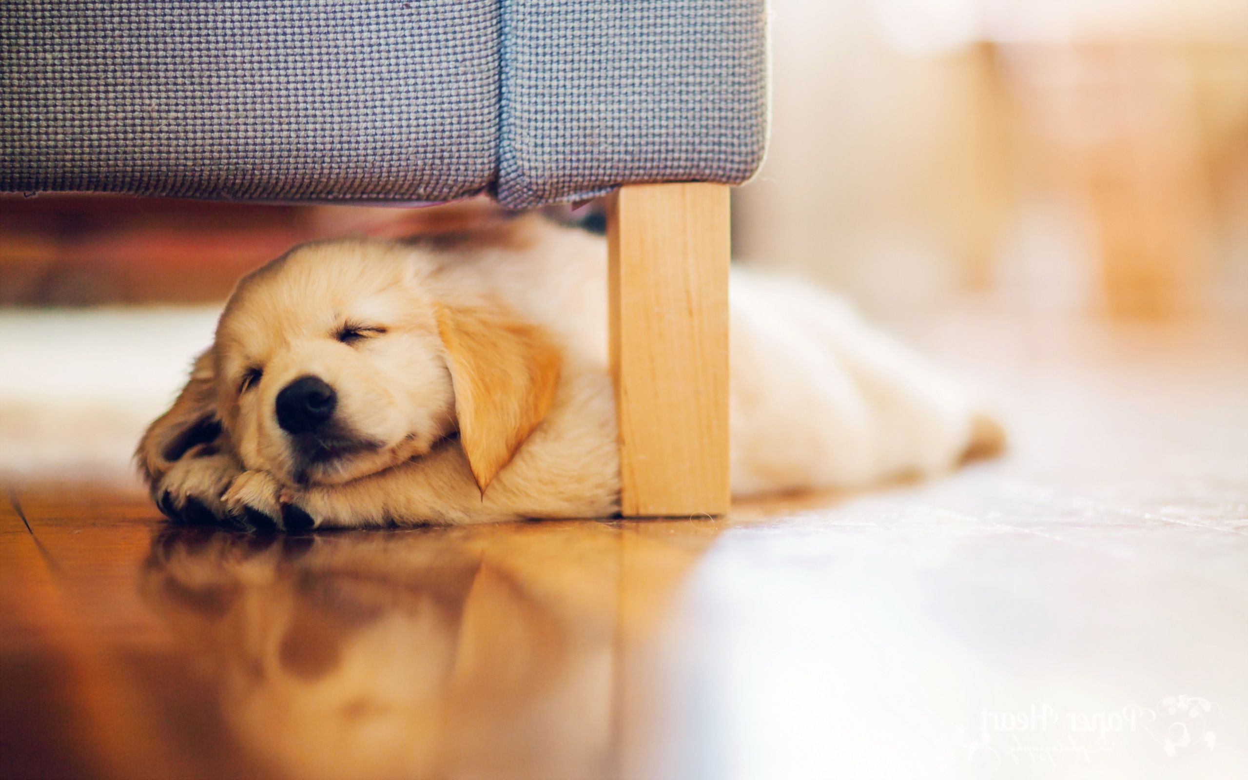 Cucciolo dorato che dorme, 2560x1600 2K, MacBook Pro