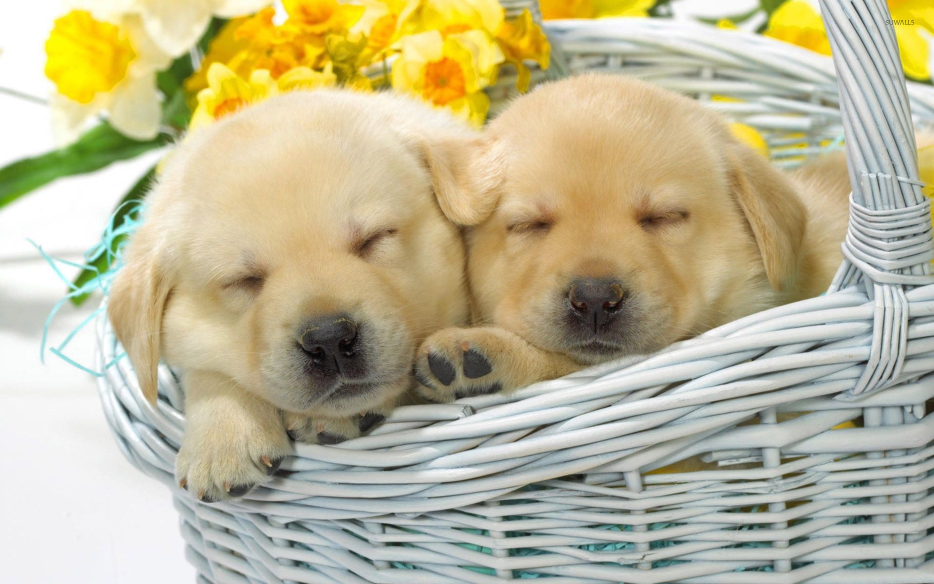 Cuccioli labrador dormono nel cesto, 1920x1200 Full HD+, PC