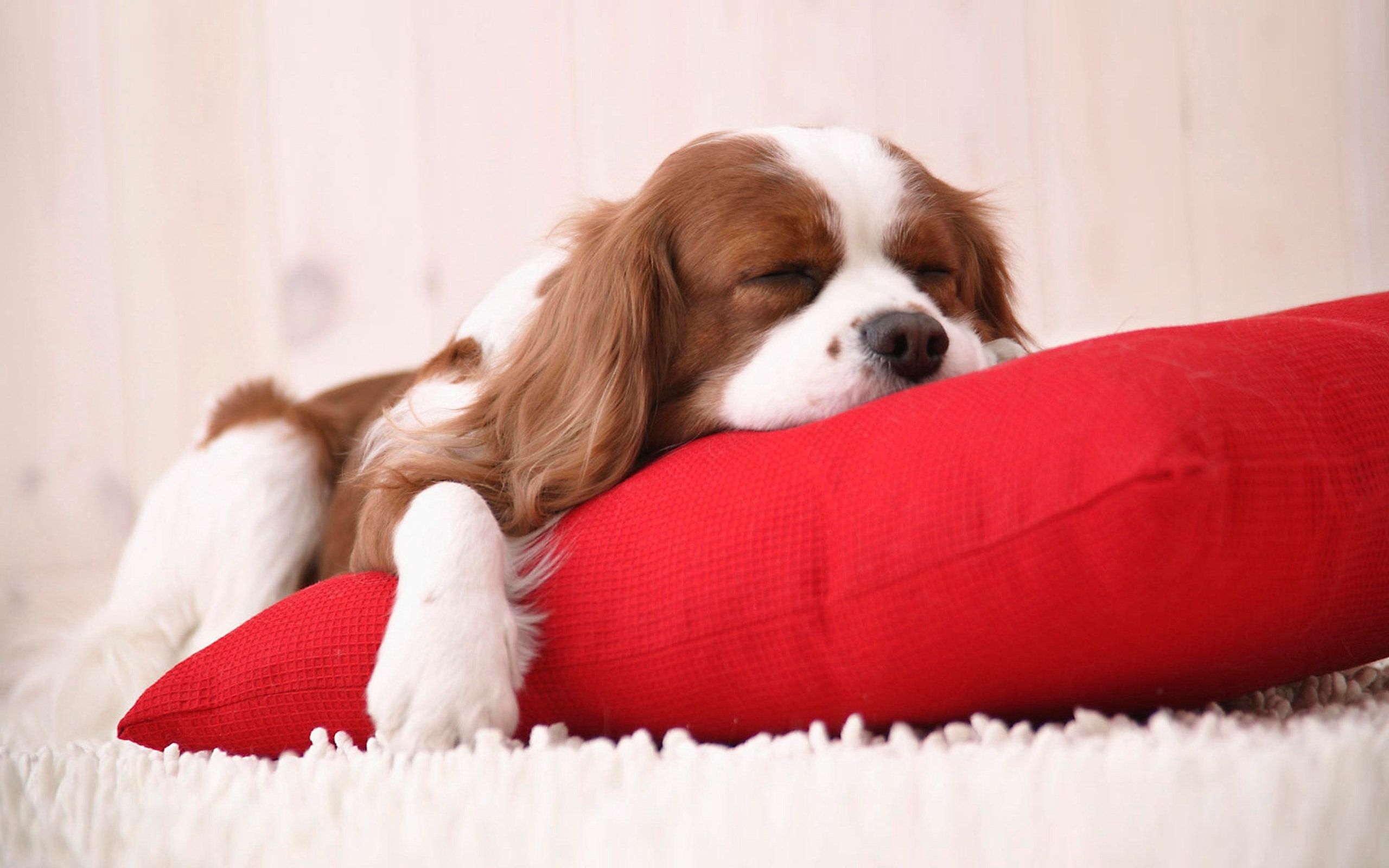 Cucciolo Cavalier King che dorme, 2560x1600 2K+, Desktop