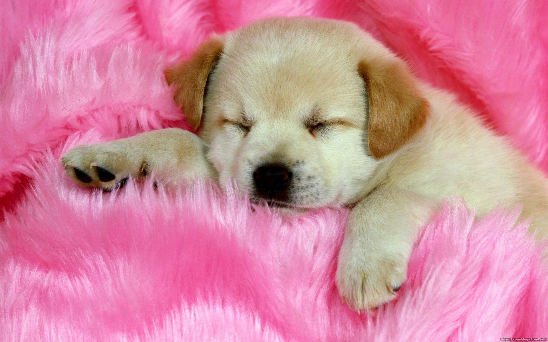 Cucciolo dorato su coperta rosa, 1920x1200 Full HD+ WUXGA, Laptop