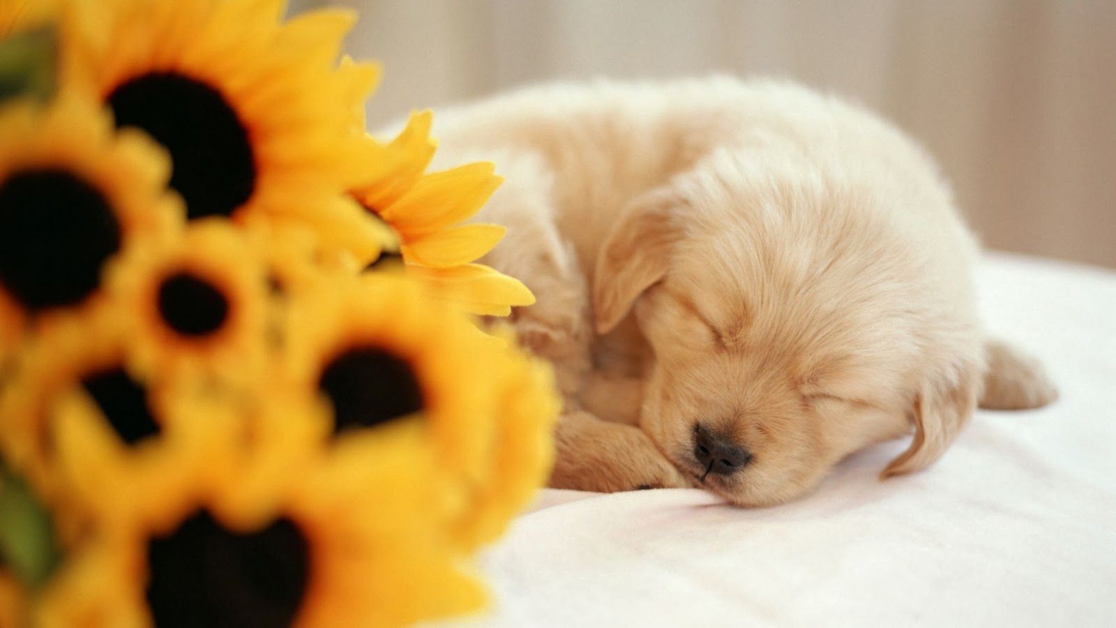 Cucciolo dorato dorme girasoli, 1600x900 HD, Desktop