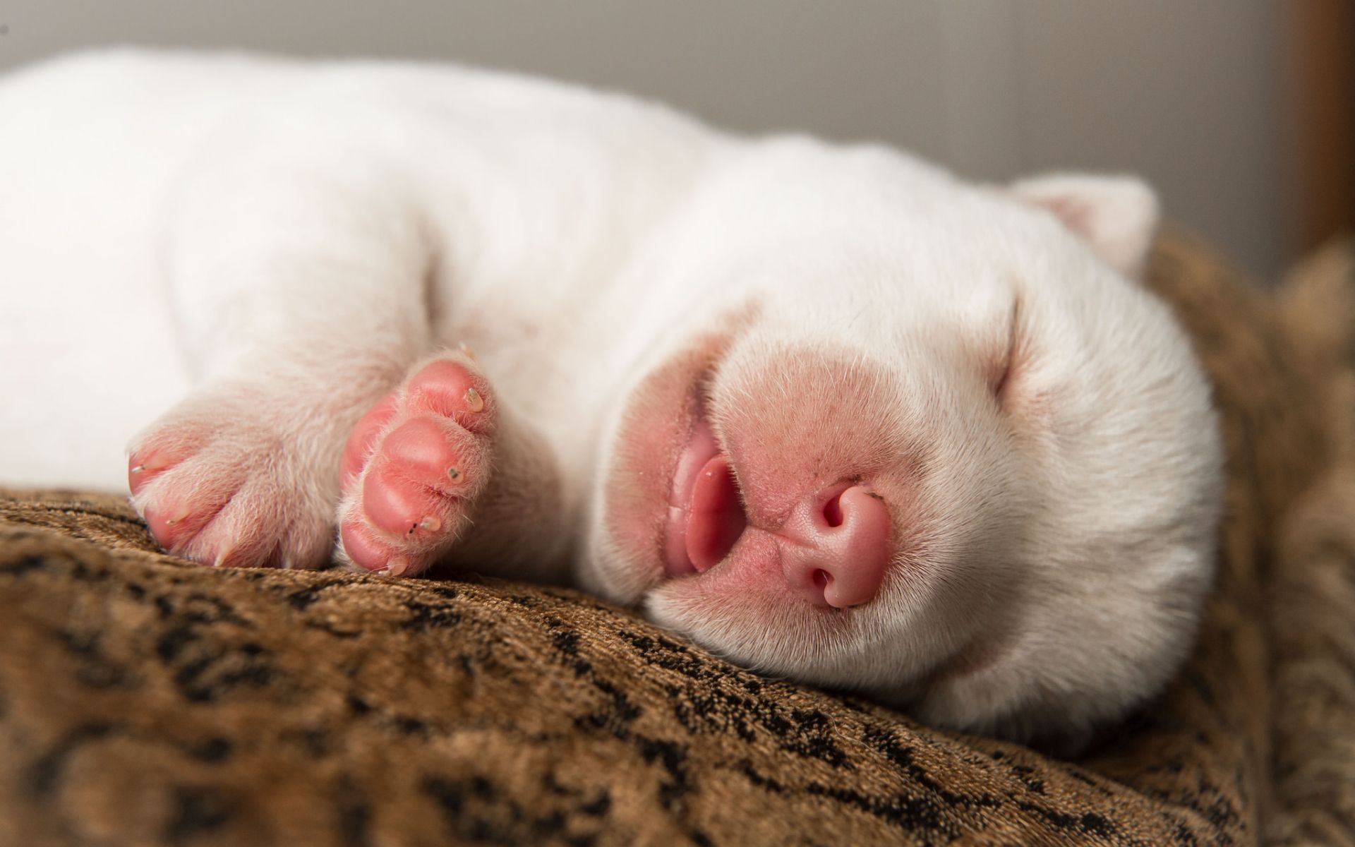 Cucciolo bianco che dorme, 1920x1200 WUXGA, iMac