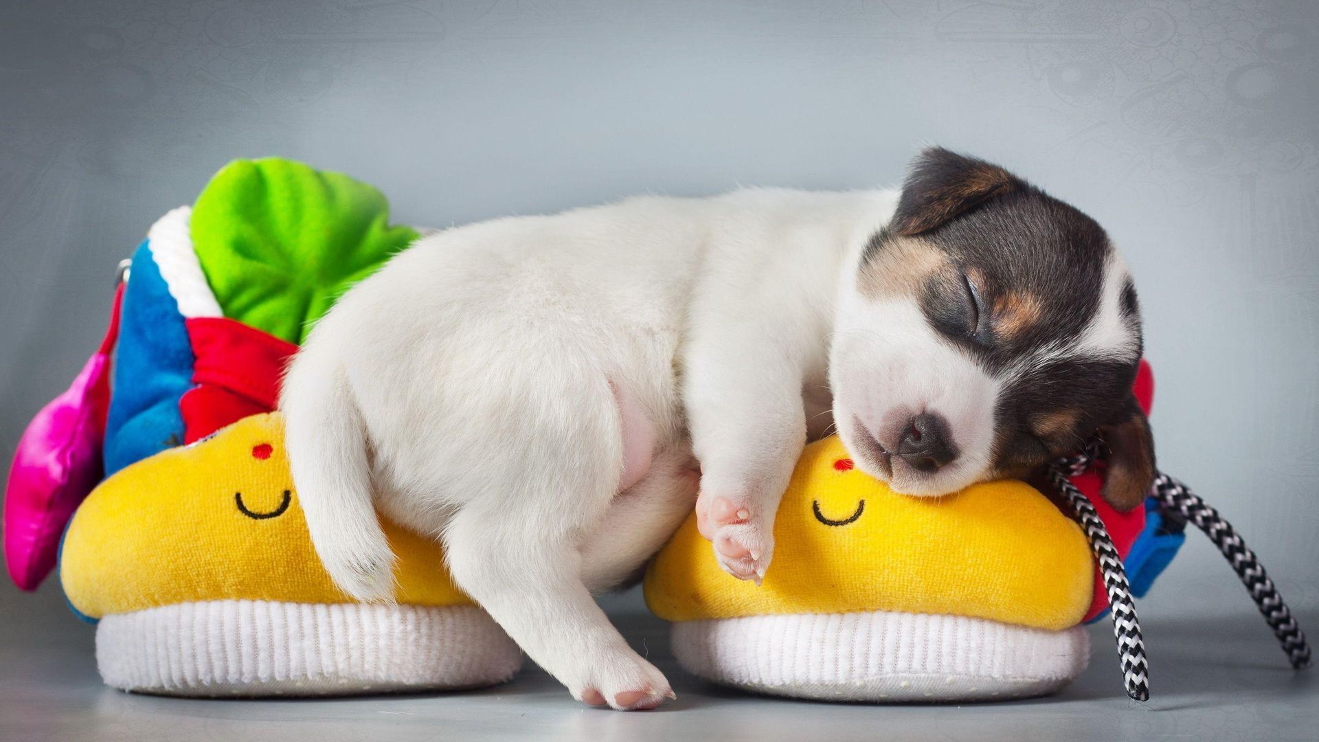 Cucciolo che dorme su pantofole, 1920x1080 Full HD 1080p, Desktop