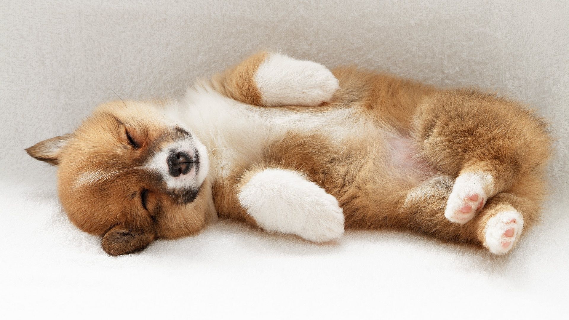 Cucciolo Corgi che dorme, 1920x1080 Full HD, Laptop