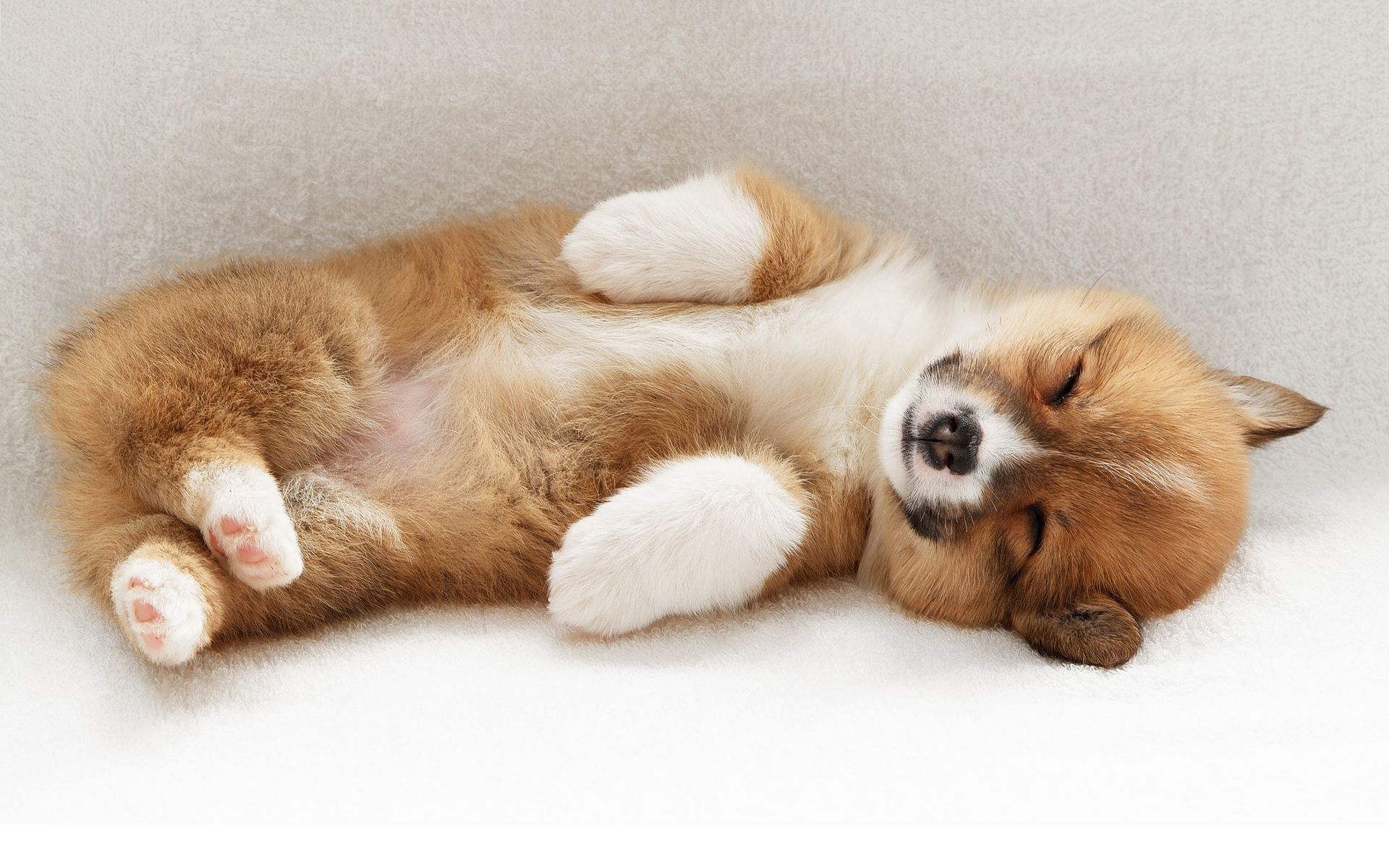 Cucciolo Corgi che dorme, 1920x1200 Full HD+ WUXGA, Laptop