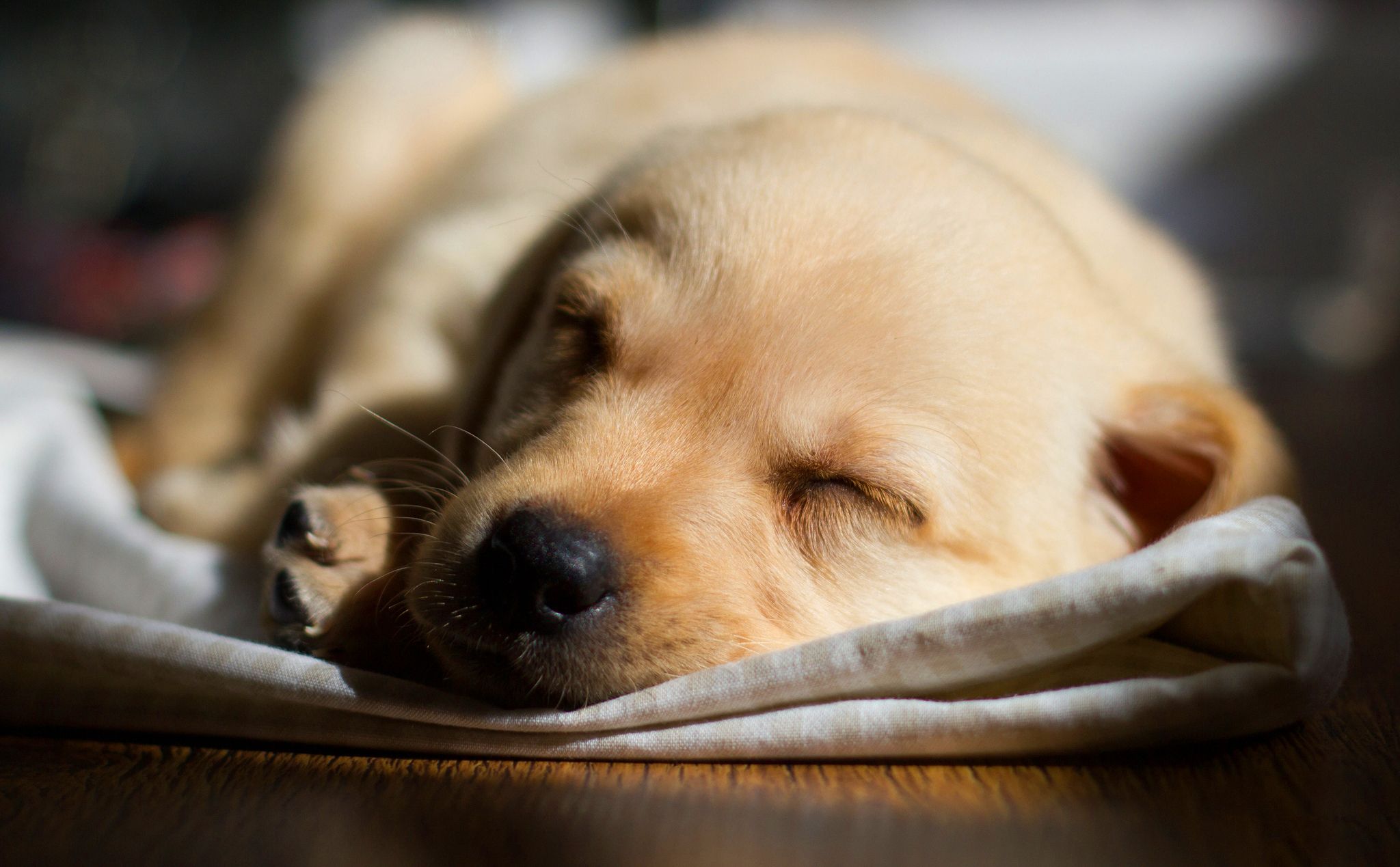 Cucciolo Labrador che dorme, 2048x1269 Hi-Res, Desktop