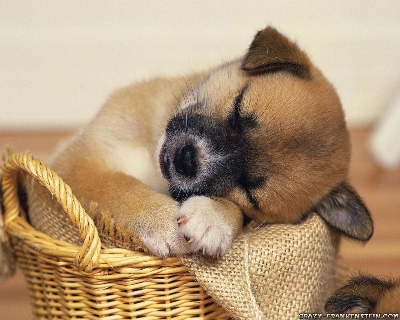 Cucciolo che dorme cesto, 1280x1024 720p, PC