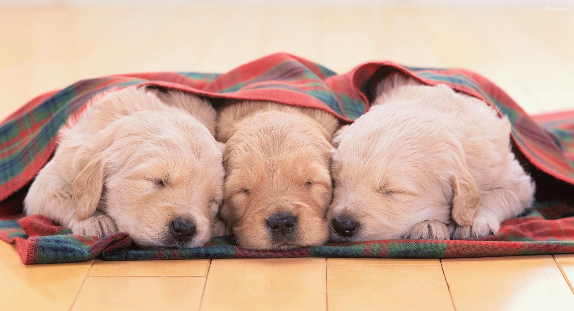 Tre cuccioli golden retriever dormono, 1906x1032 HD, PC Desktop