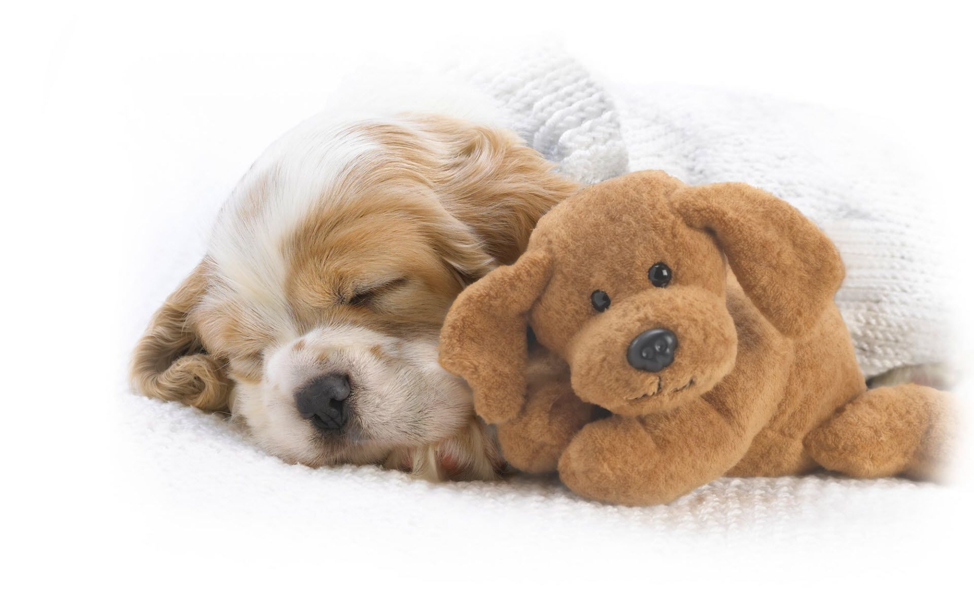 Cucciolo che dorme con peluche, 1920x1200 WUXGA, Laptop
