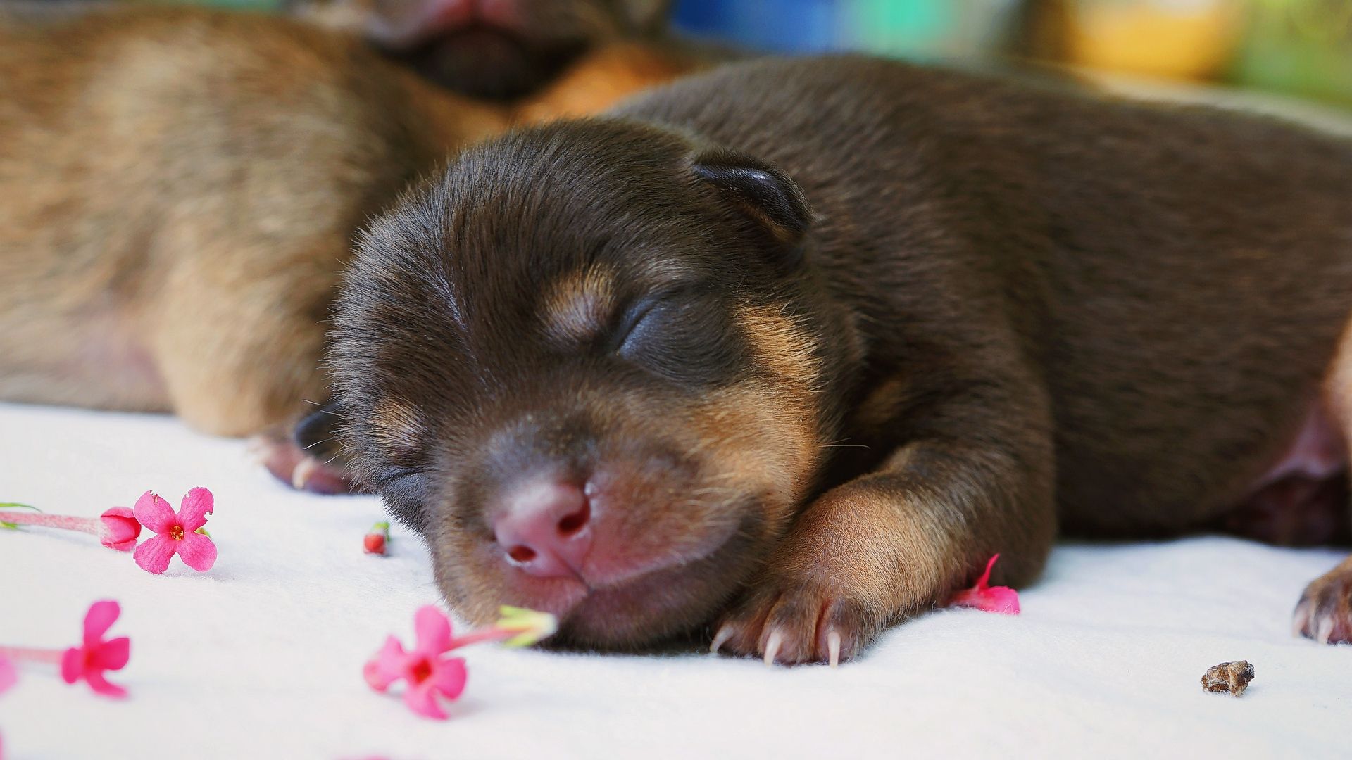 Cucciolo che dorme, fiori rosa, 1920x1080 Full HD 1080p, Desktop